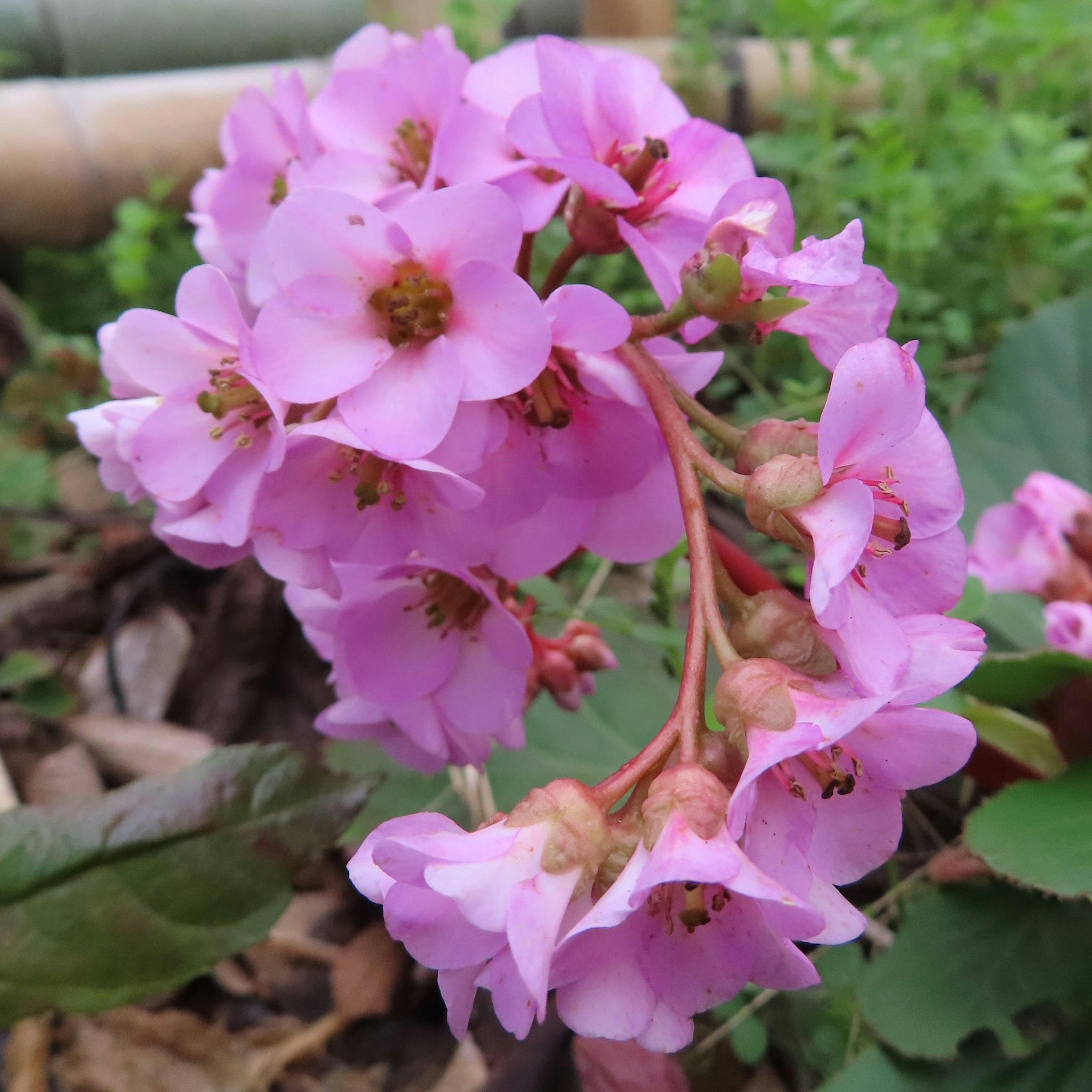 Kumpulan bunga pink cerah di lingkungan alami