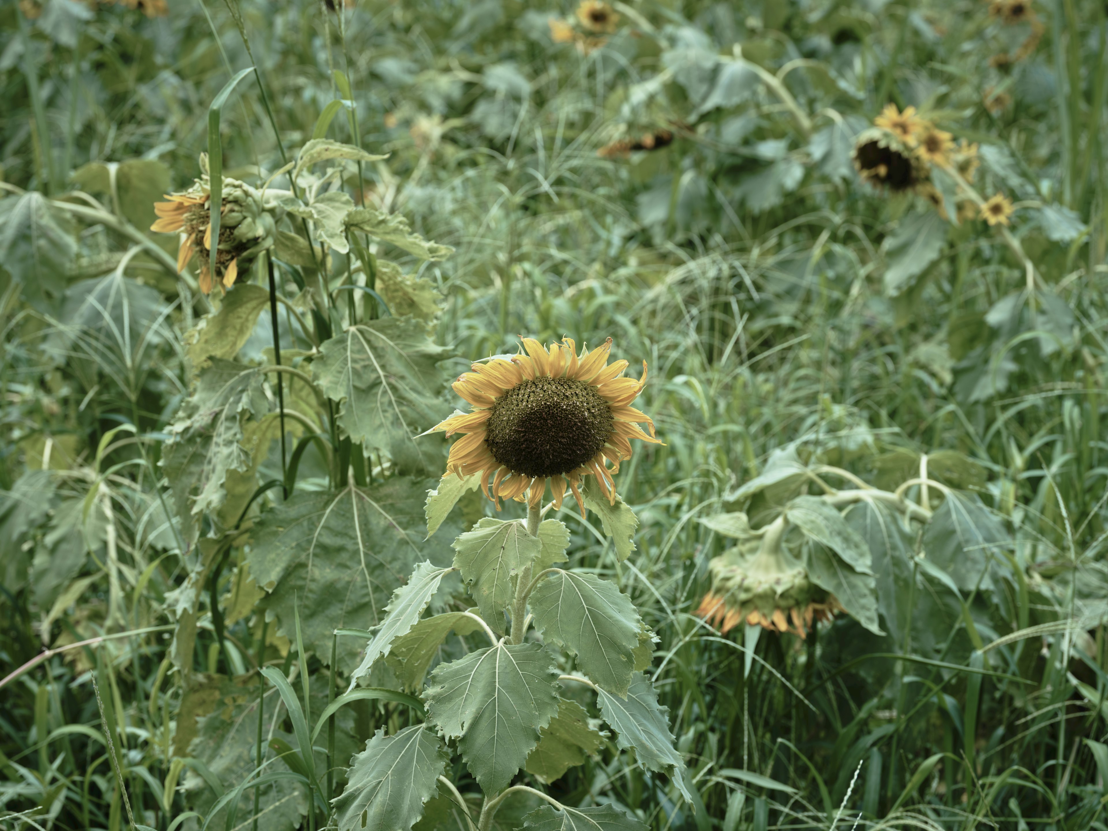 Champ de tournesols entouré d'herbe verte