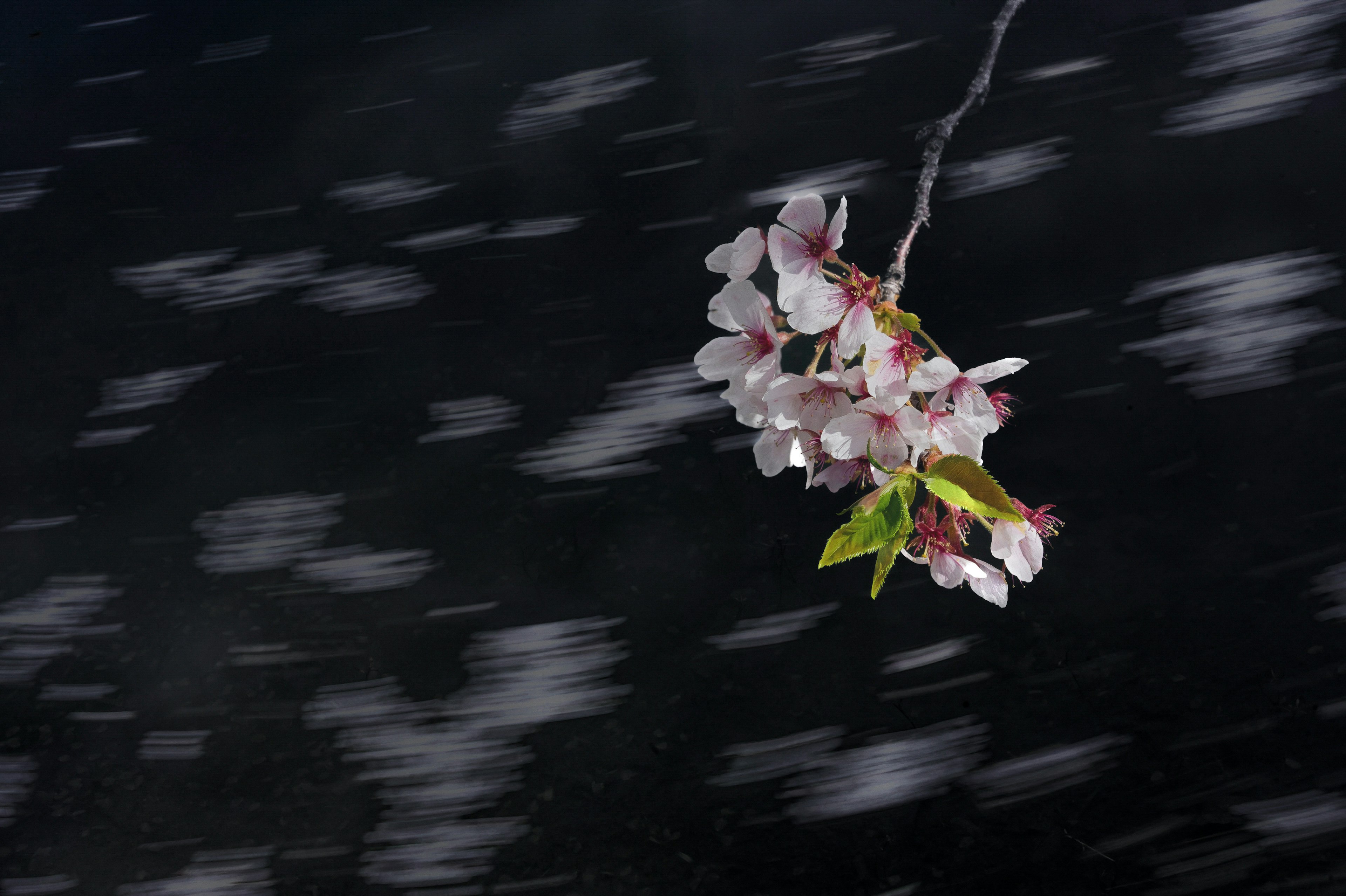 Primo piano di fiori di ciliegio che oscillano su uno sfondo scuro