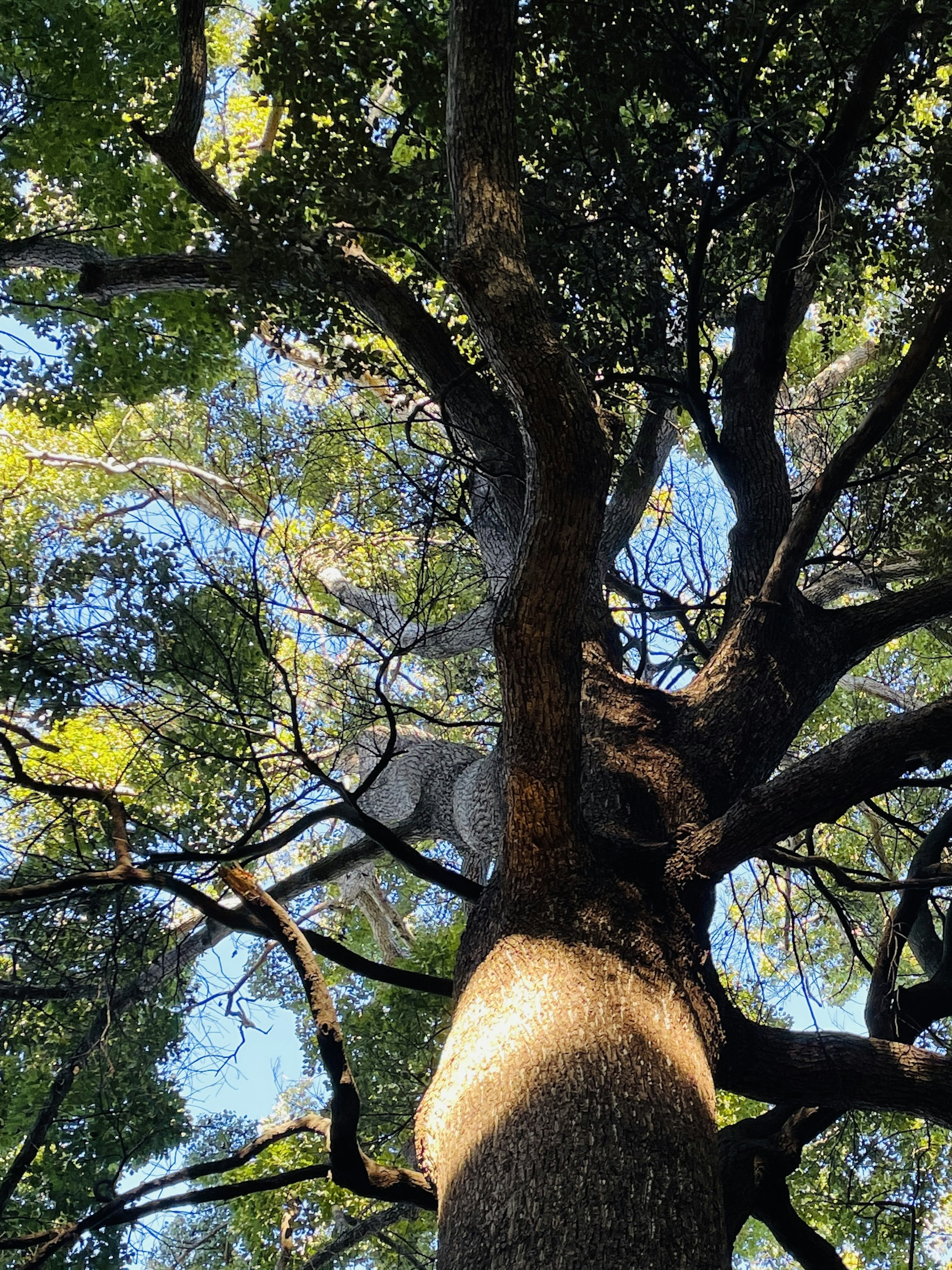 Gambar batang pohon dan cabang yang mengarah ke langit daun hijau yang menyebar sinar matahari menembus