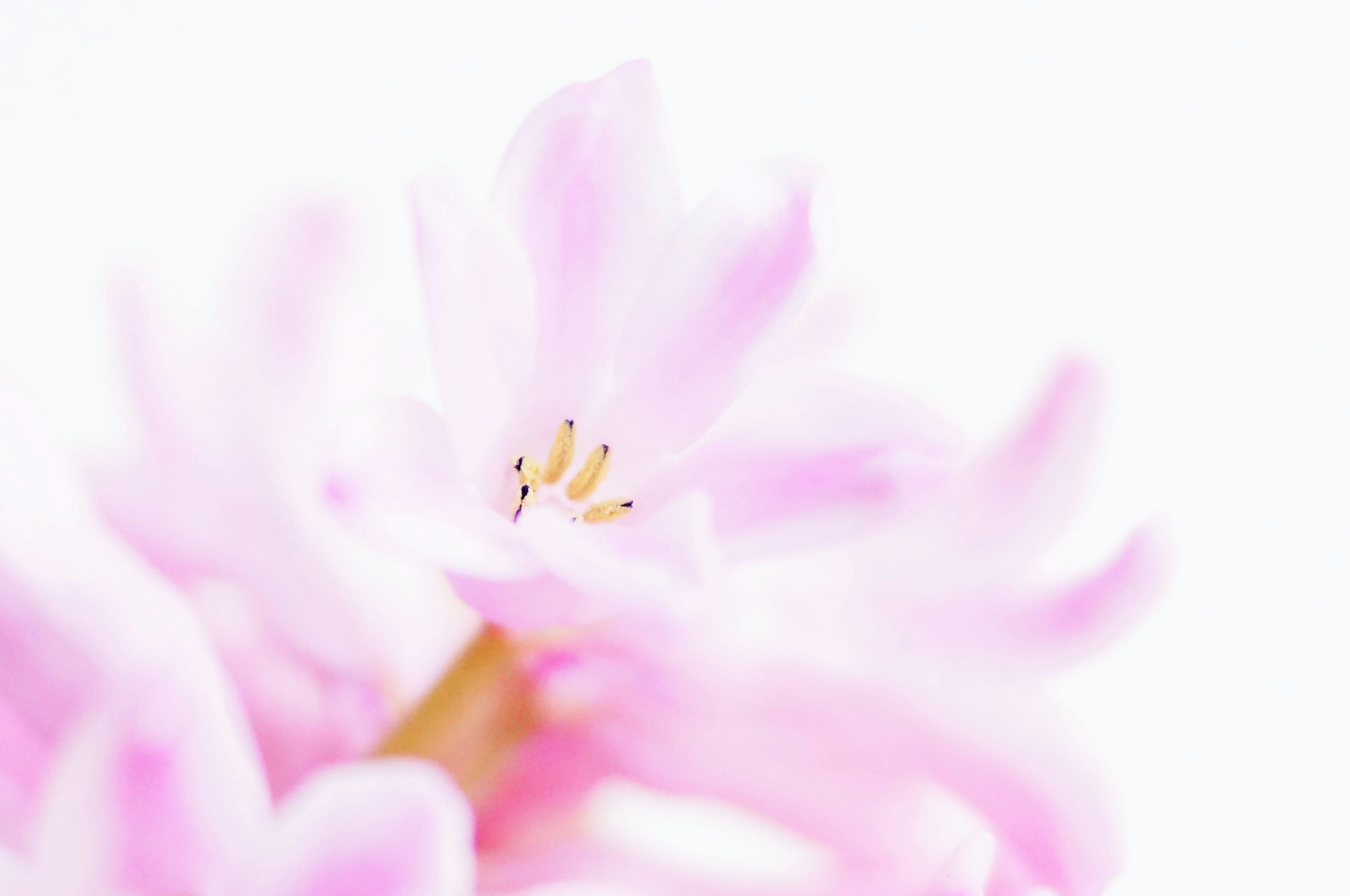 Acercamiento de una flor con pétalos rosa suave