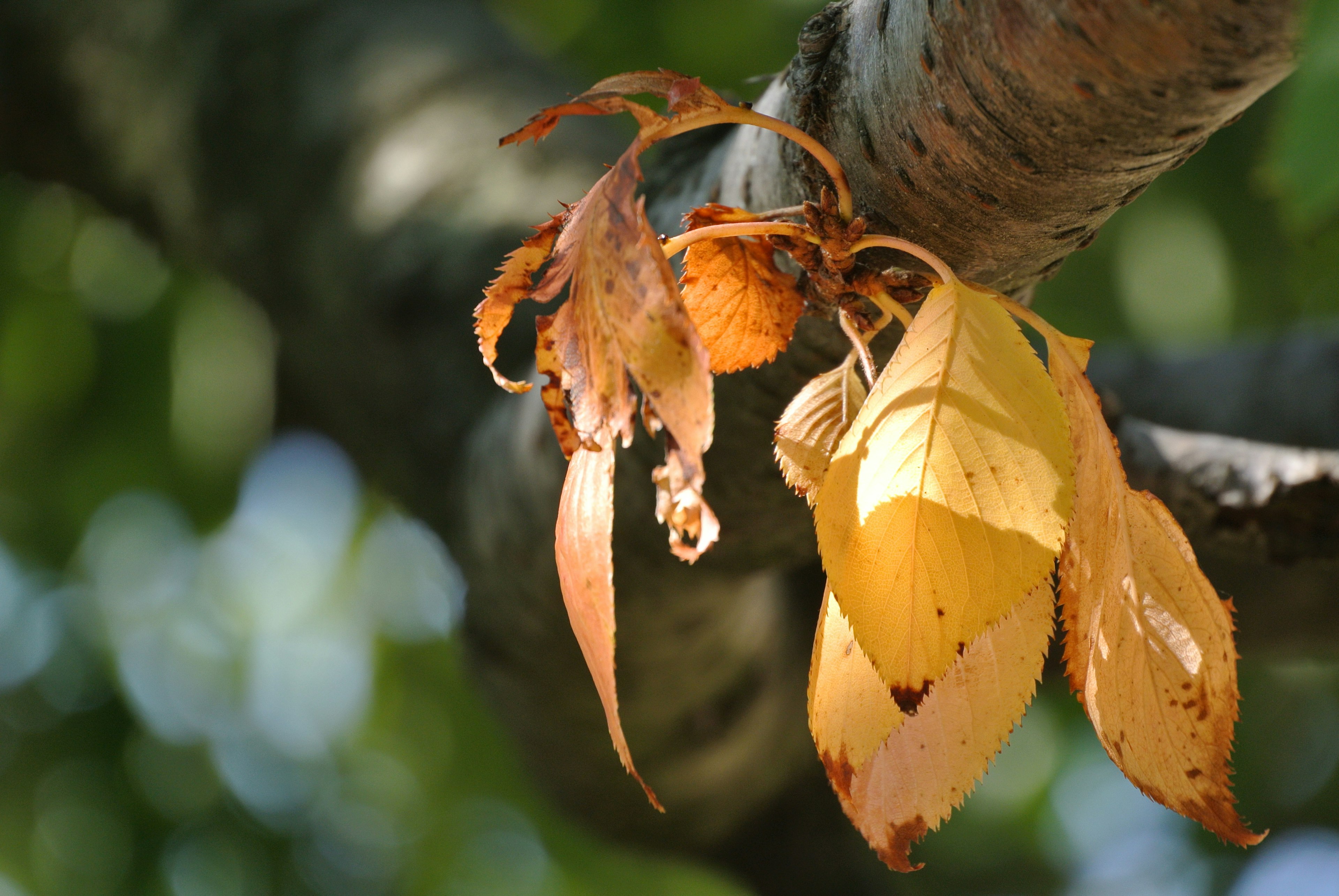 Acercamiento de una rama de árbol con hojas amarillas