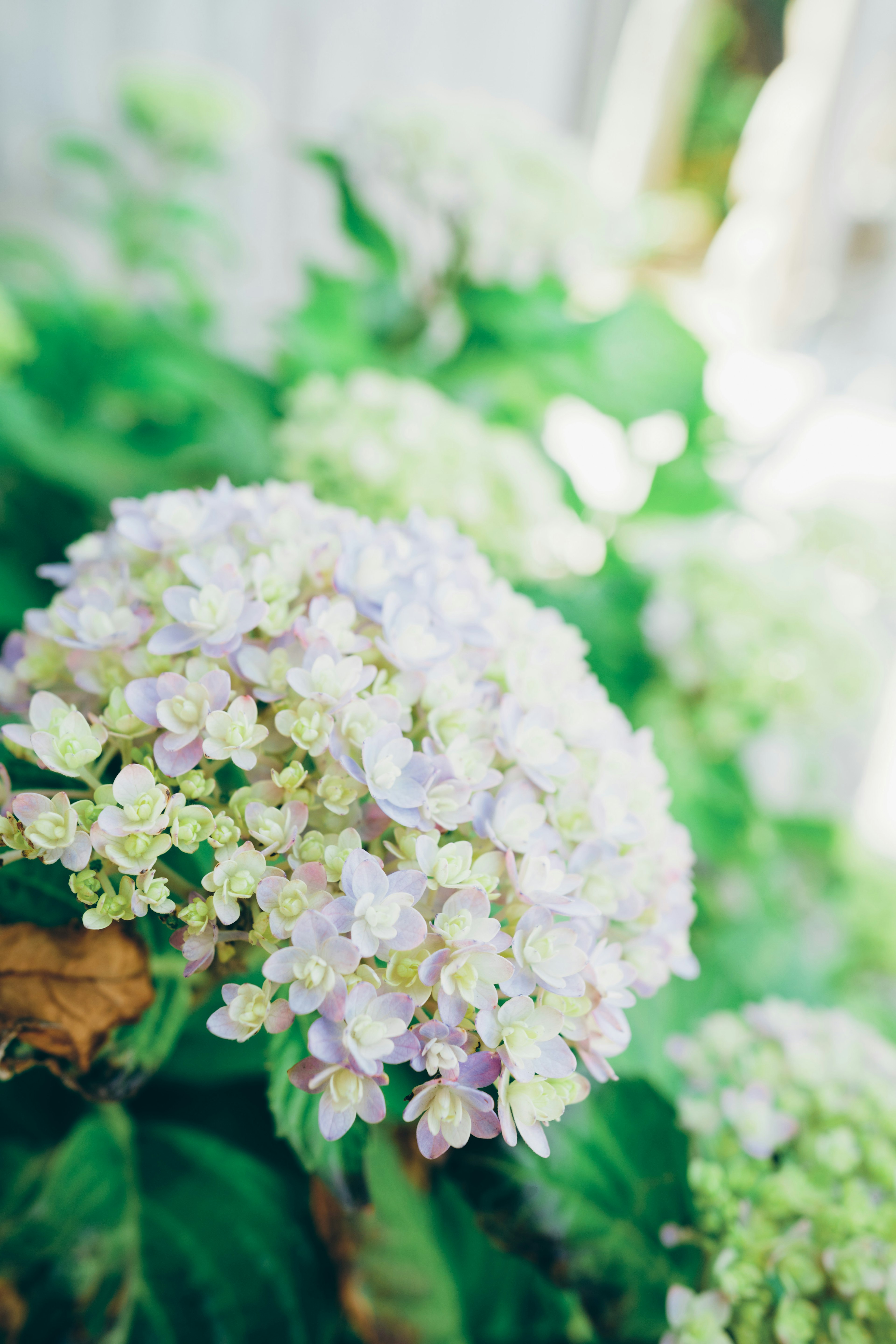 Flores de hortensia en colores suaves floreciendo en un jardín