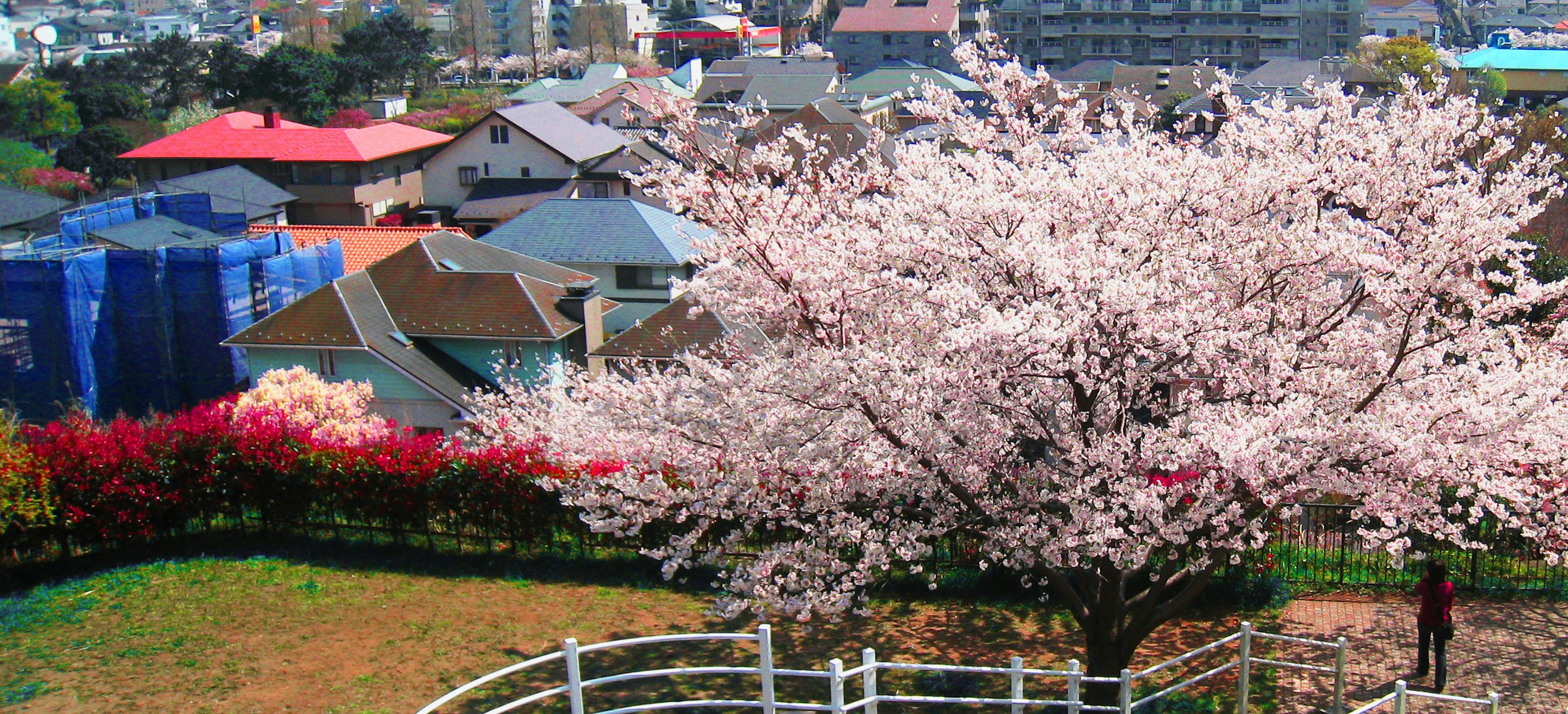 Árbol de cerezo en flor con casas coloridas al fondo