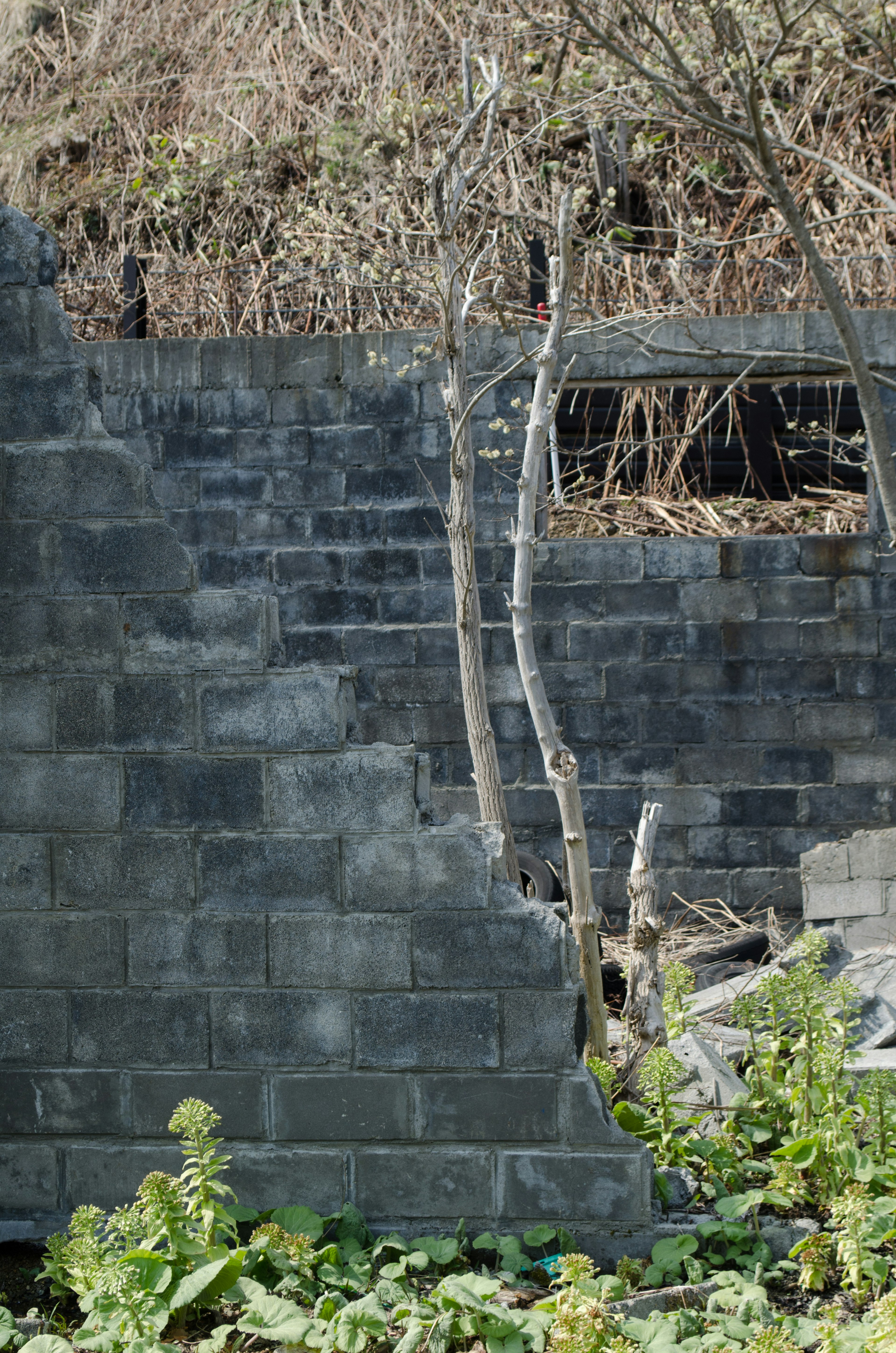 Image of a crumbling black wall with a small tree