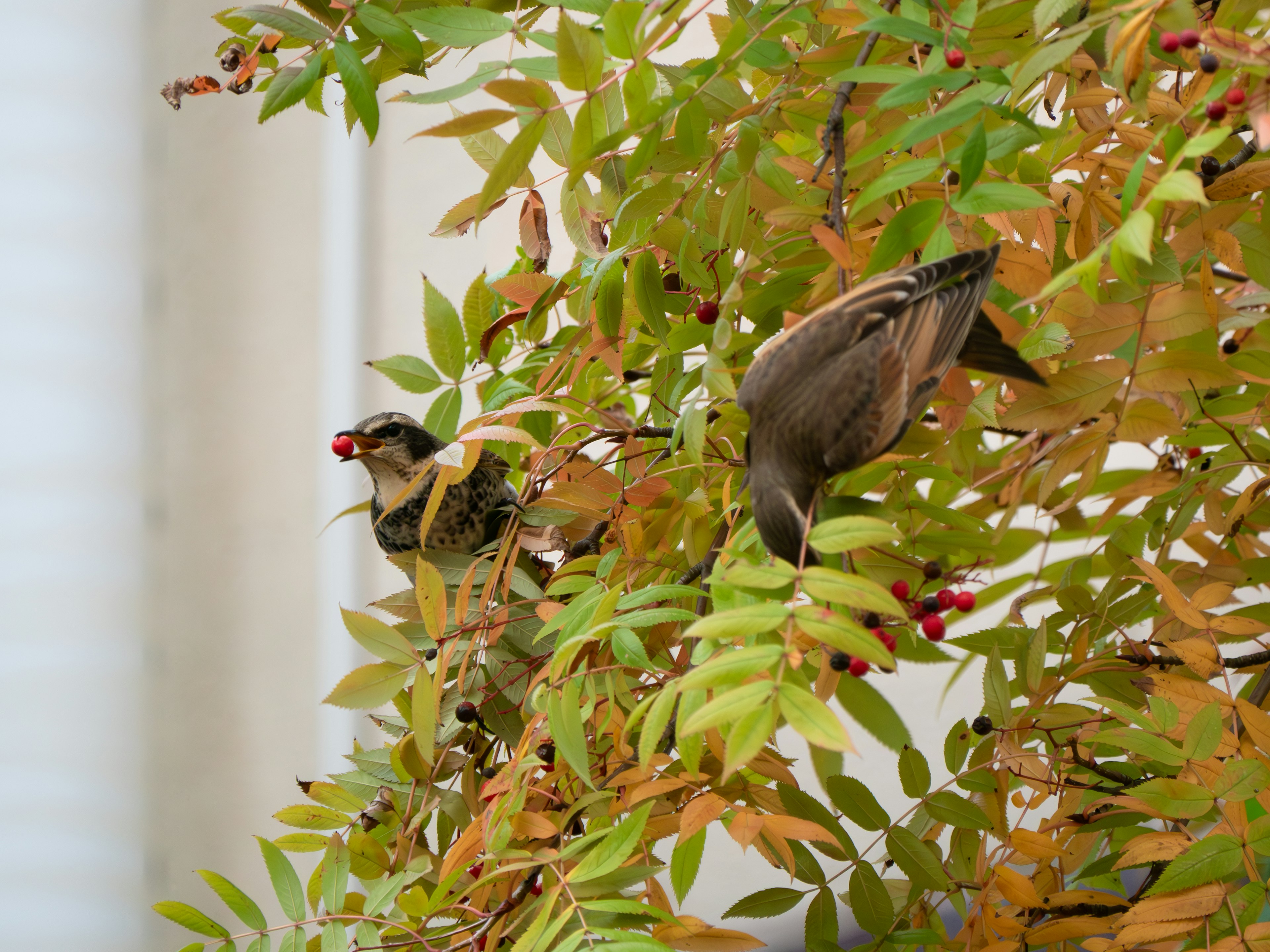 Two birds feeding on red berries among autumn-colored leaves