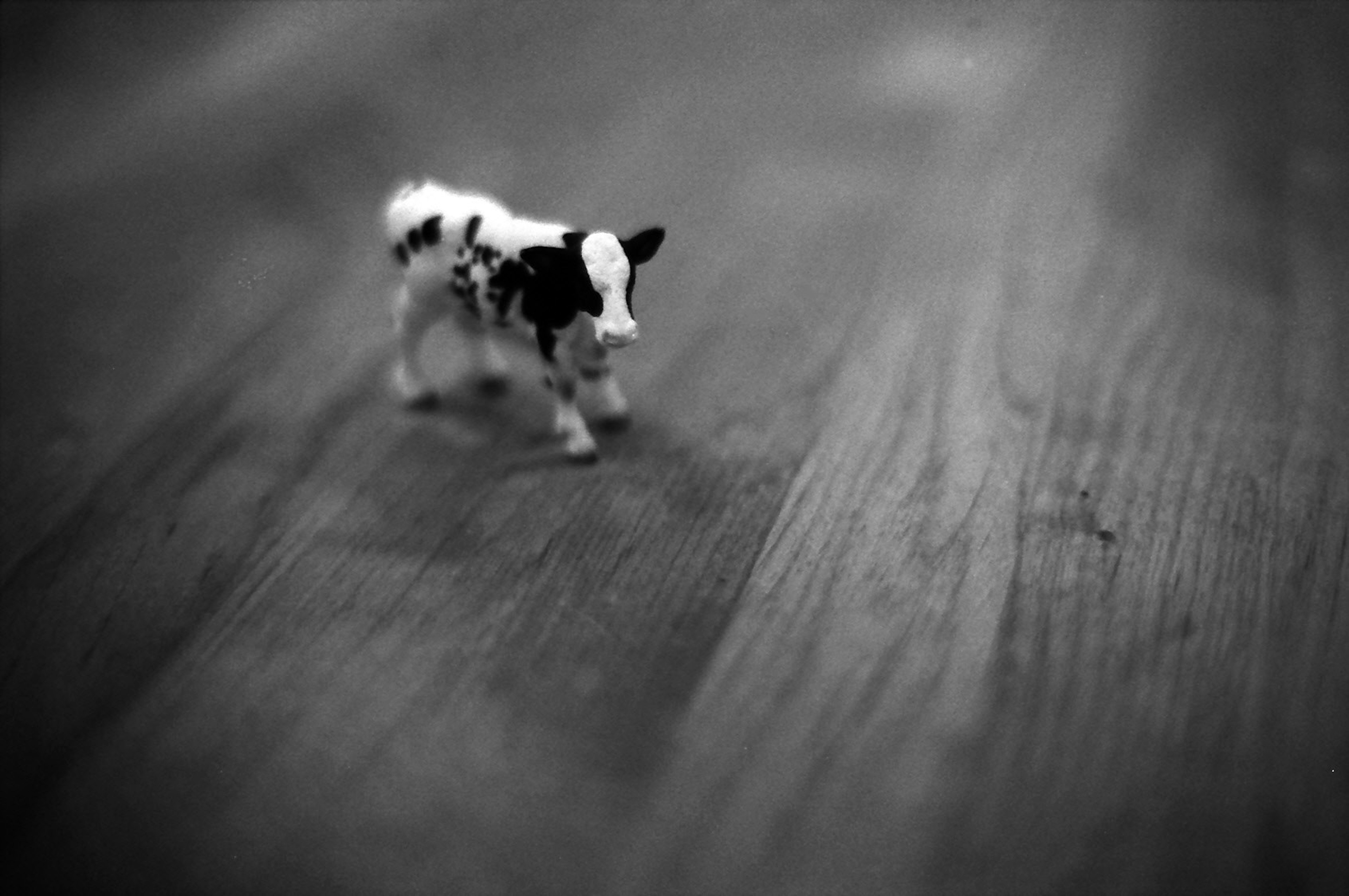 A small black and white cow figurine walking on a wooden floor