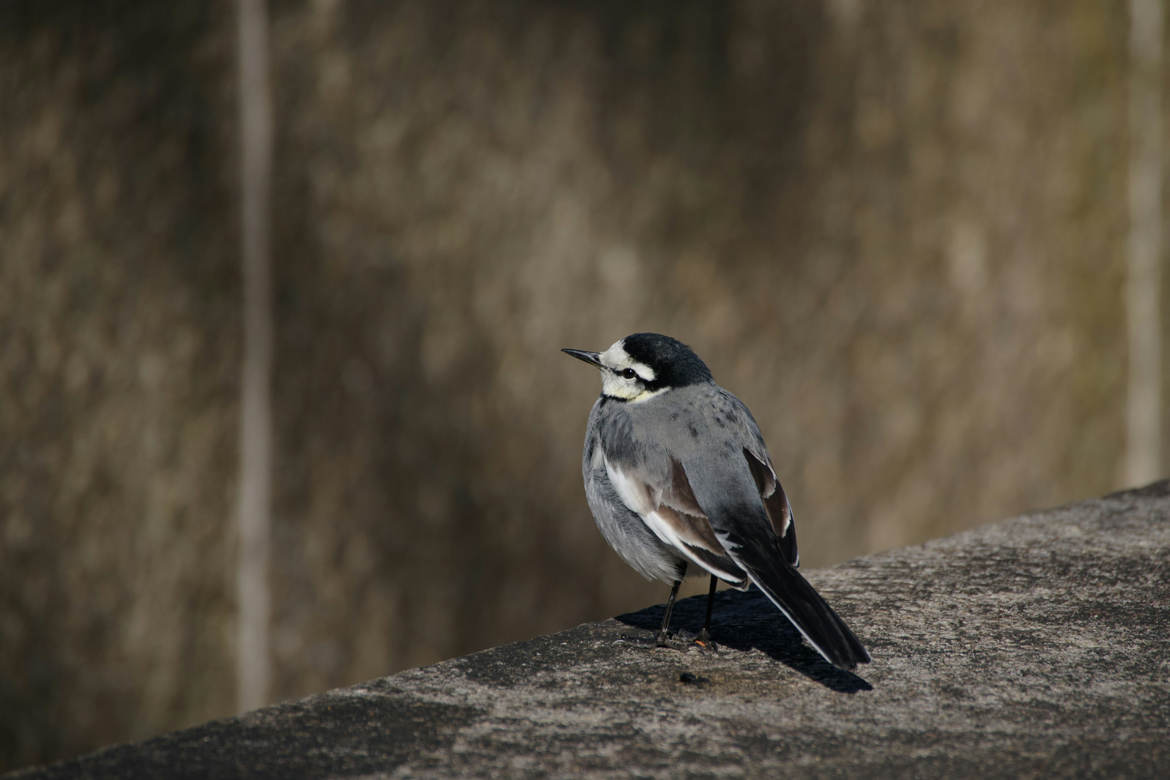 Un pájaro gris posado en un borde con una pared texturizada de fondo