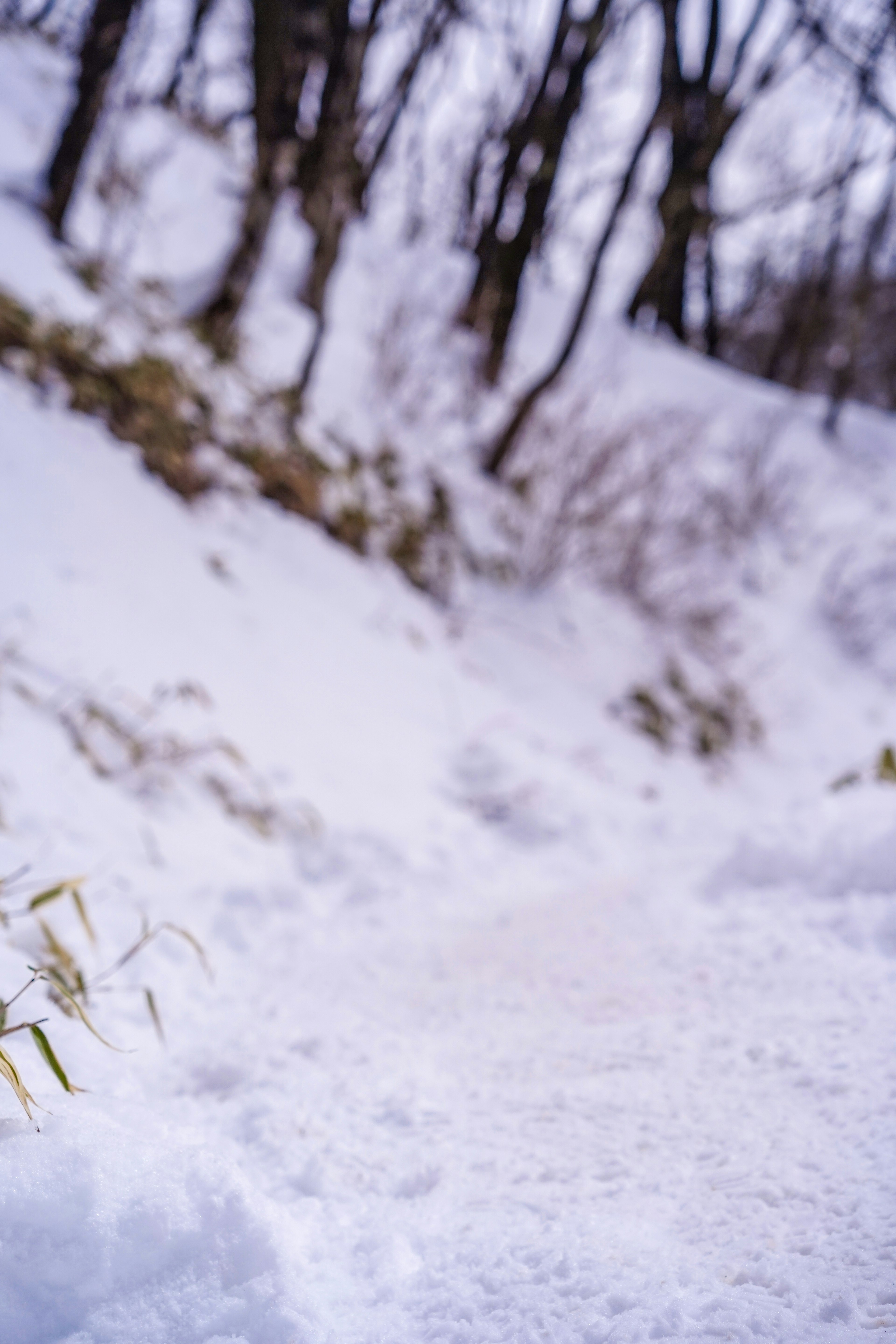 雪に覆われた小道と木々の景色