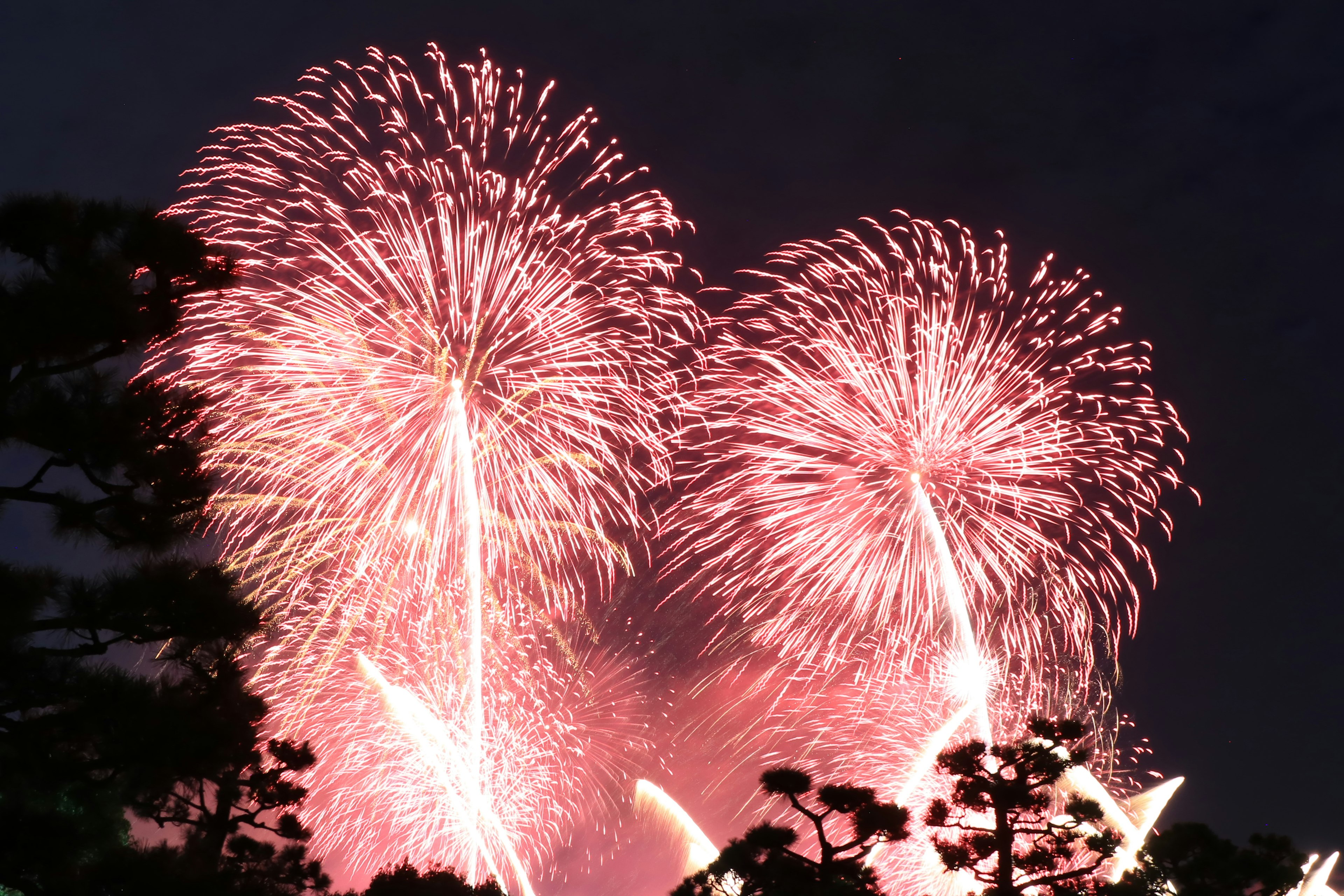 Schöne rosa Feuerwerke, die am Nachthimmel mit Baumsilhouetten explodieren