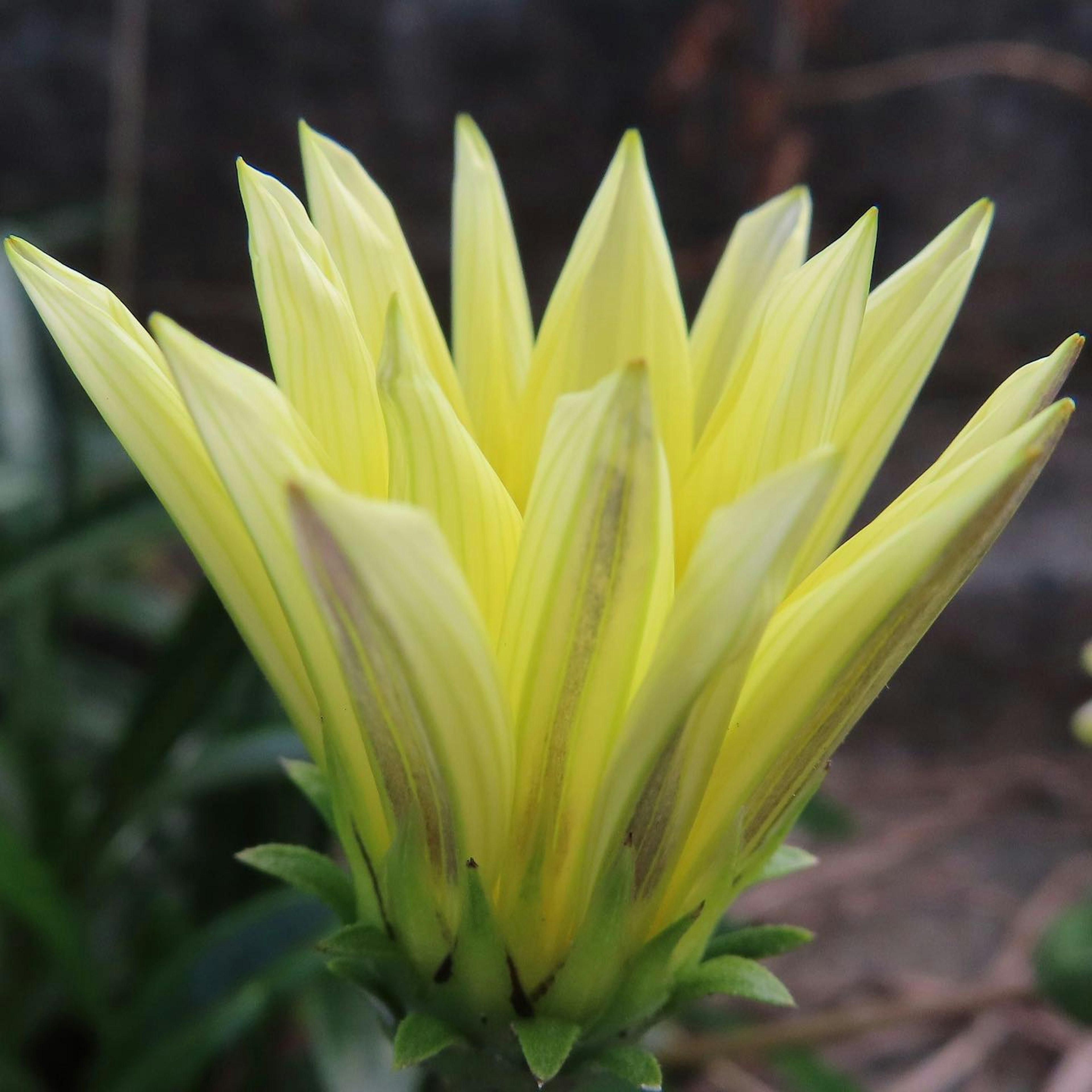 Flor de planta suculenta con pétalos amarillos brillantes