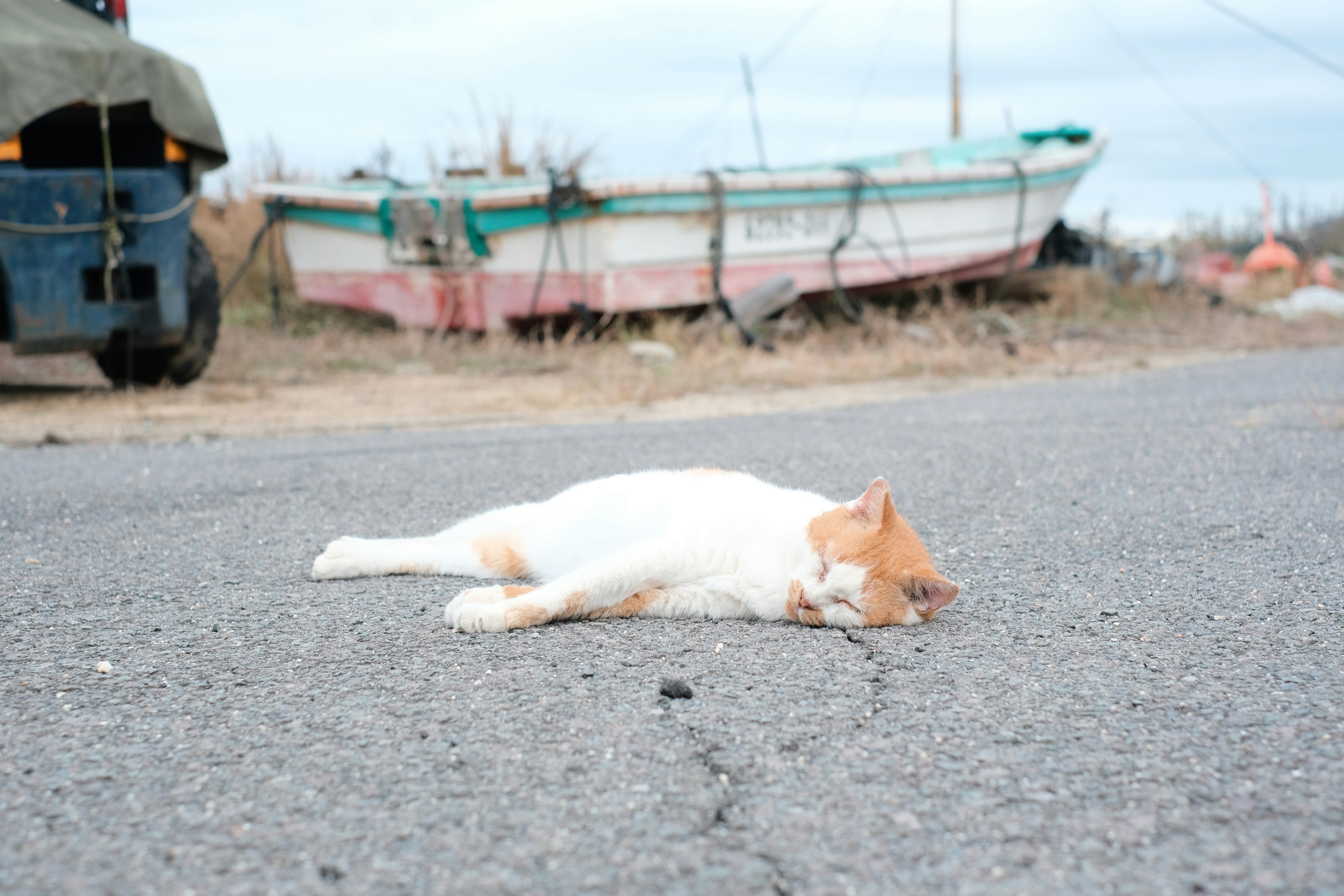 Image d'un chat blanc et orange allongé sur la route avec des bateaux en arrière-plan