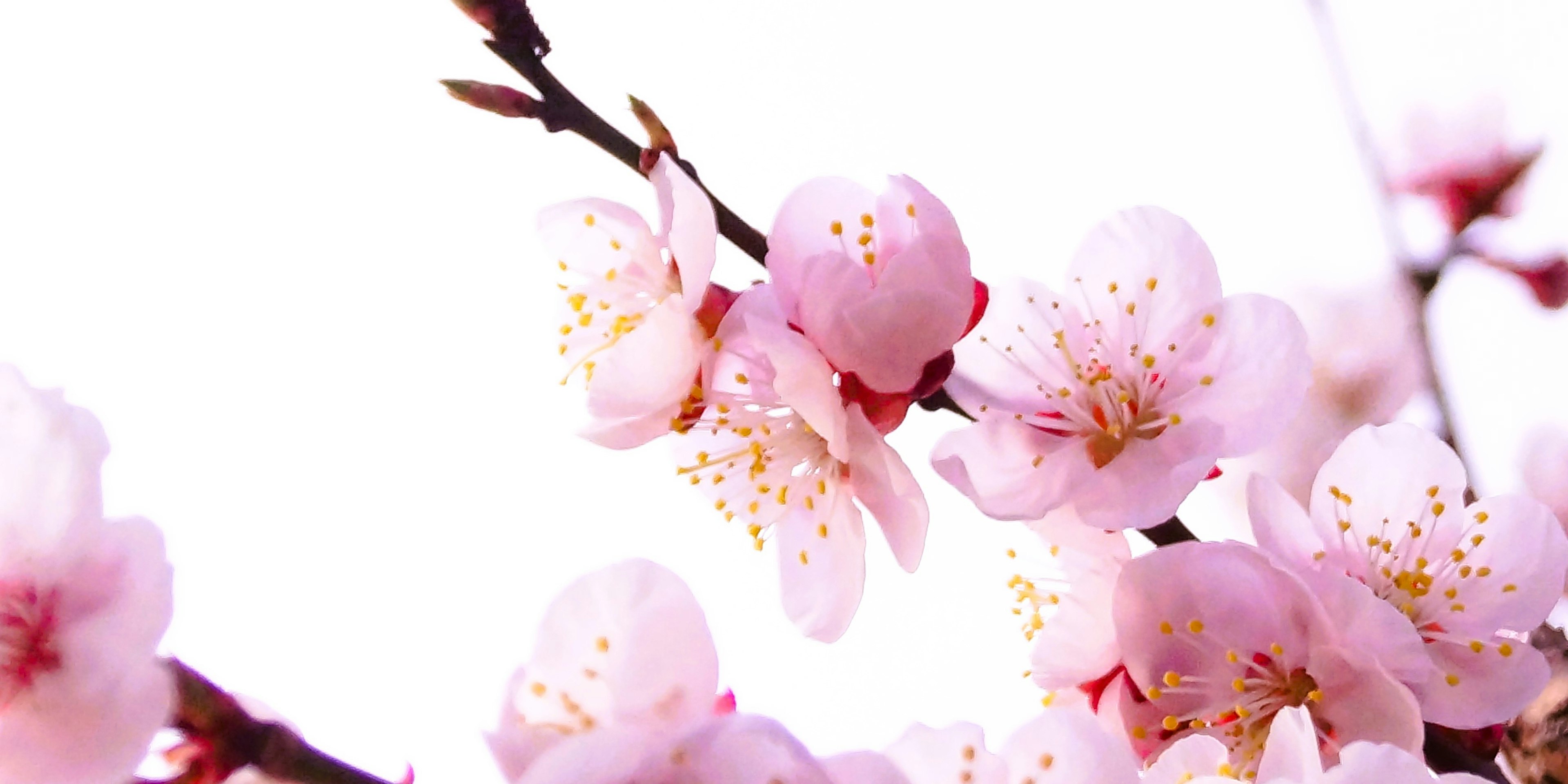 Nahaufnahme von Kirschblütenzweigen mit zarten rosa Blüten