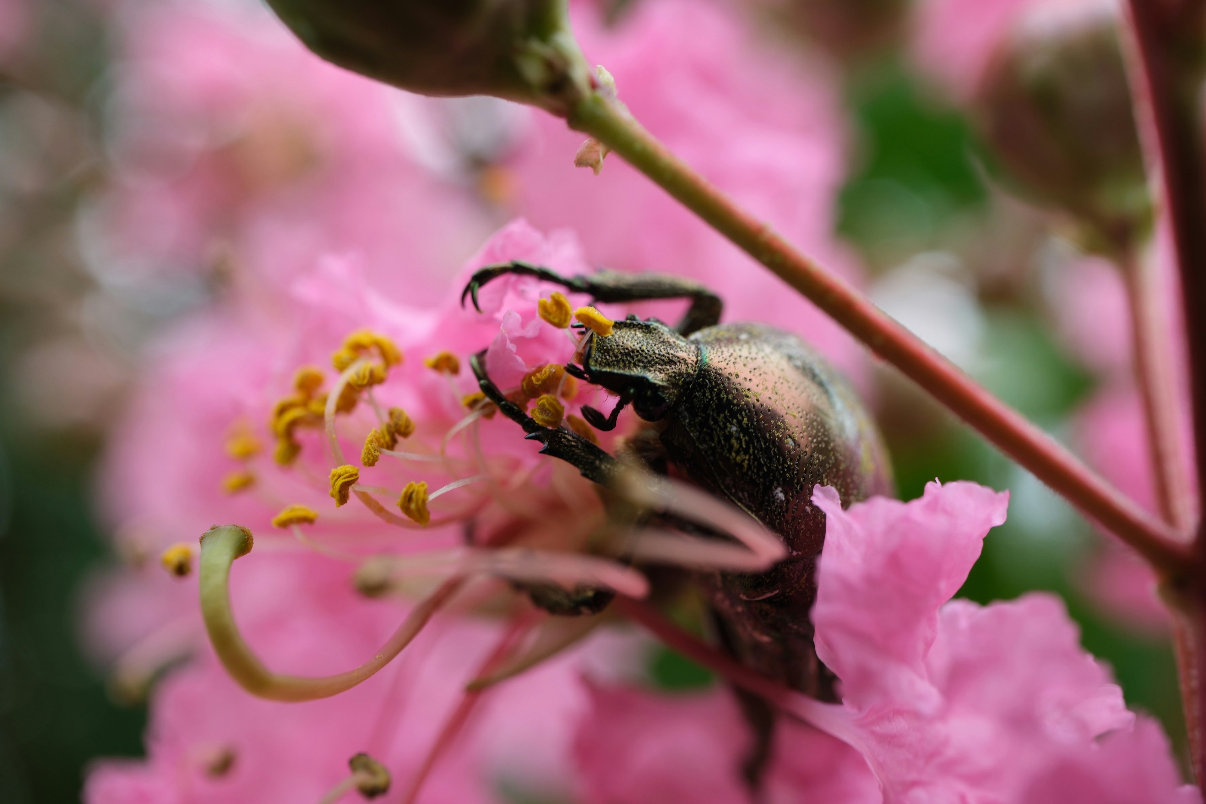 Foto close-up lebah di atas bunga pink