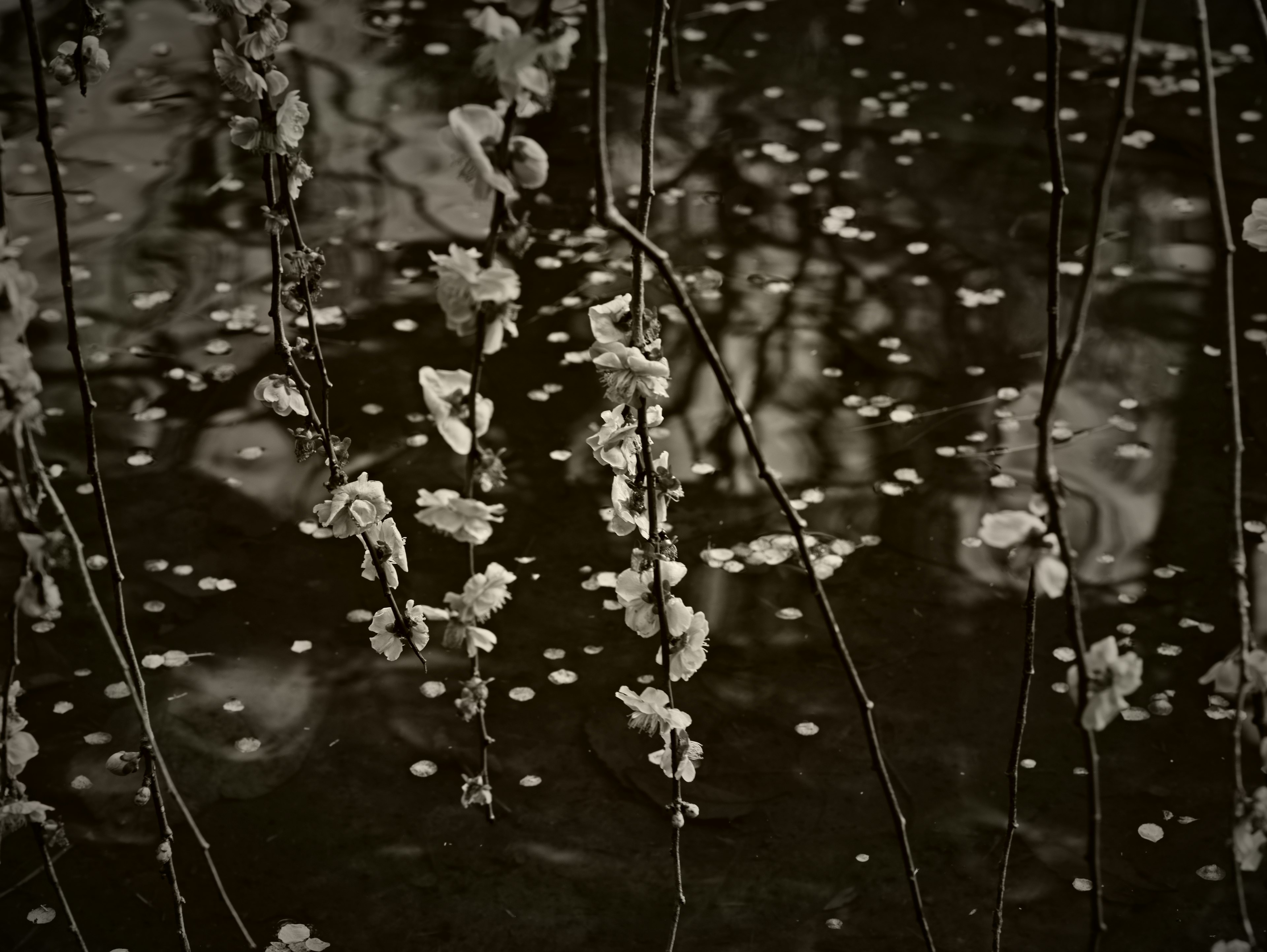 Flores blancas reflejadas en una superficie de agua oscura