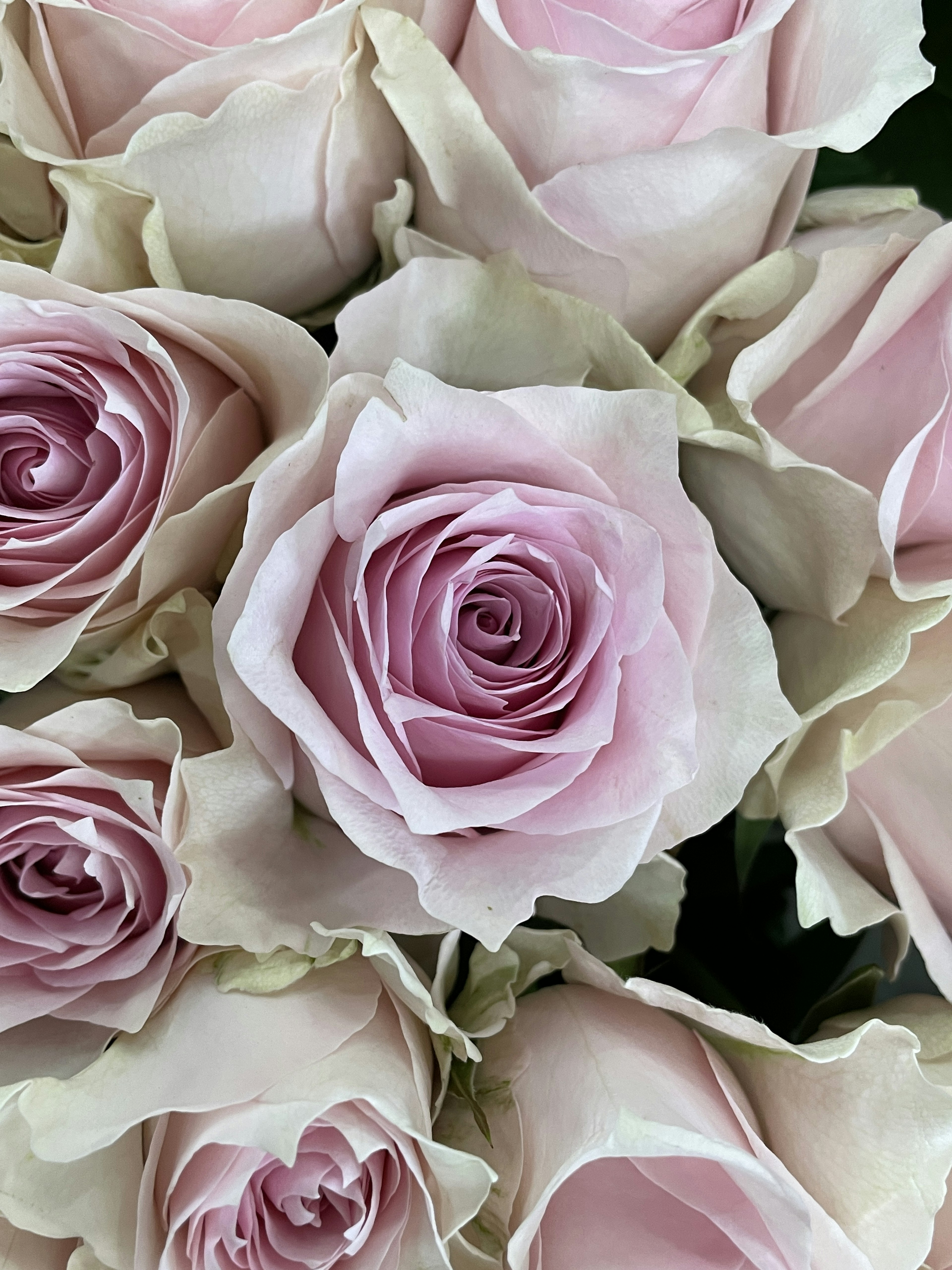 Close-up dari bouquet mawar merah muda pucat