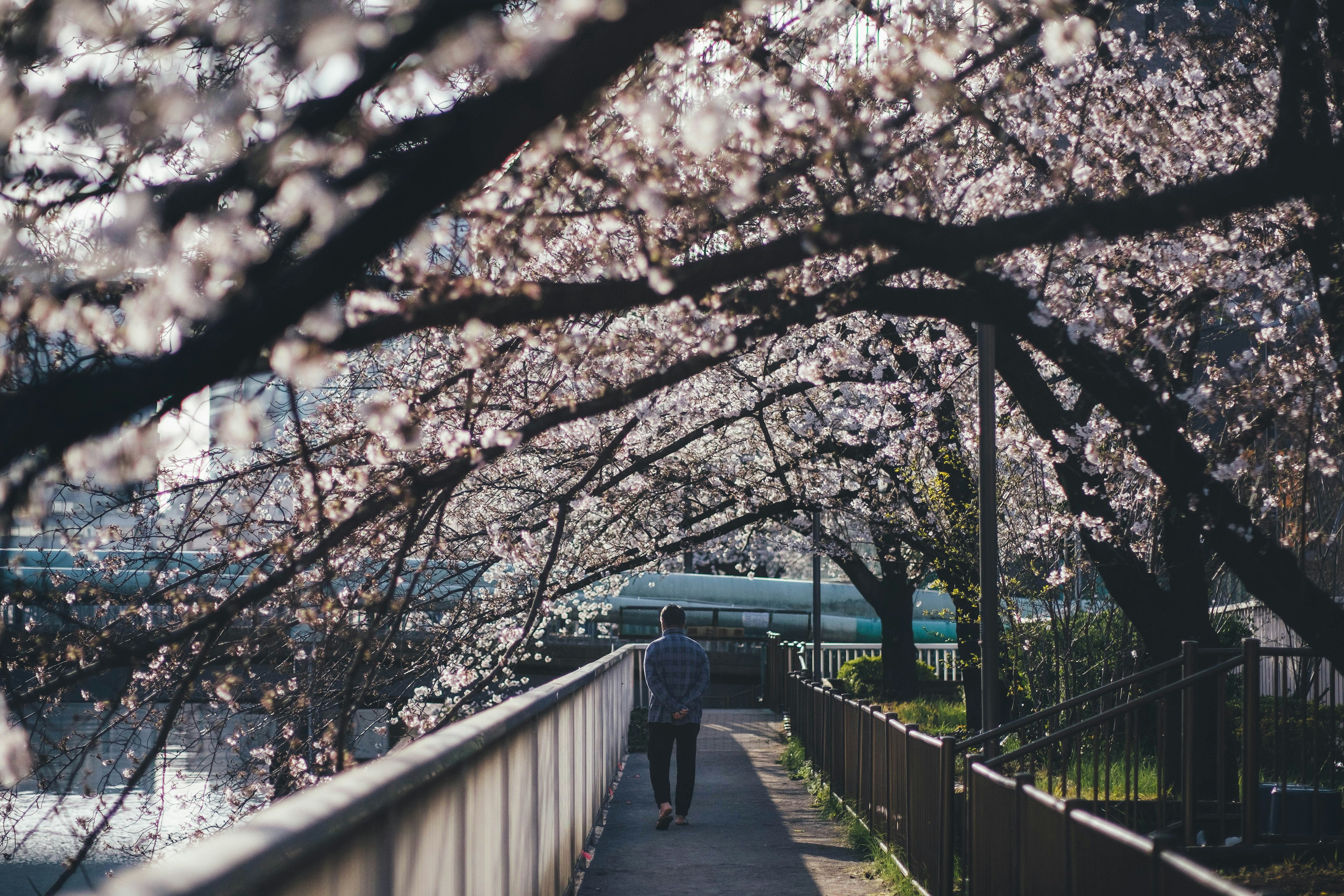 Una escena de personas caminando bajo cerezos en flor