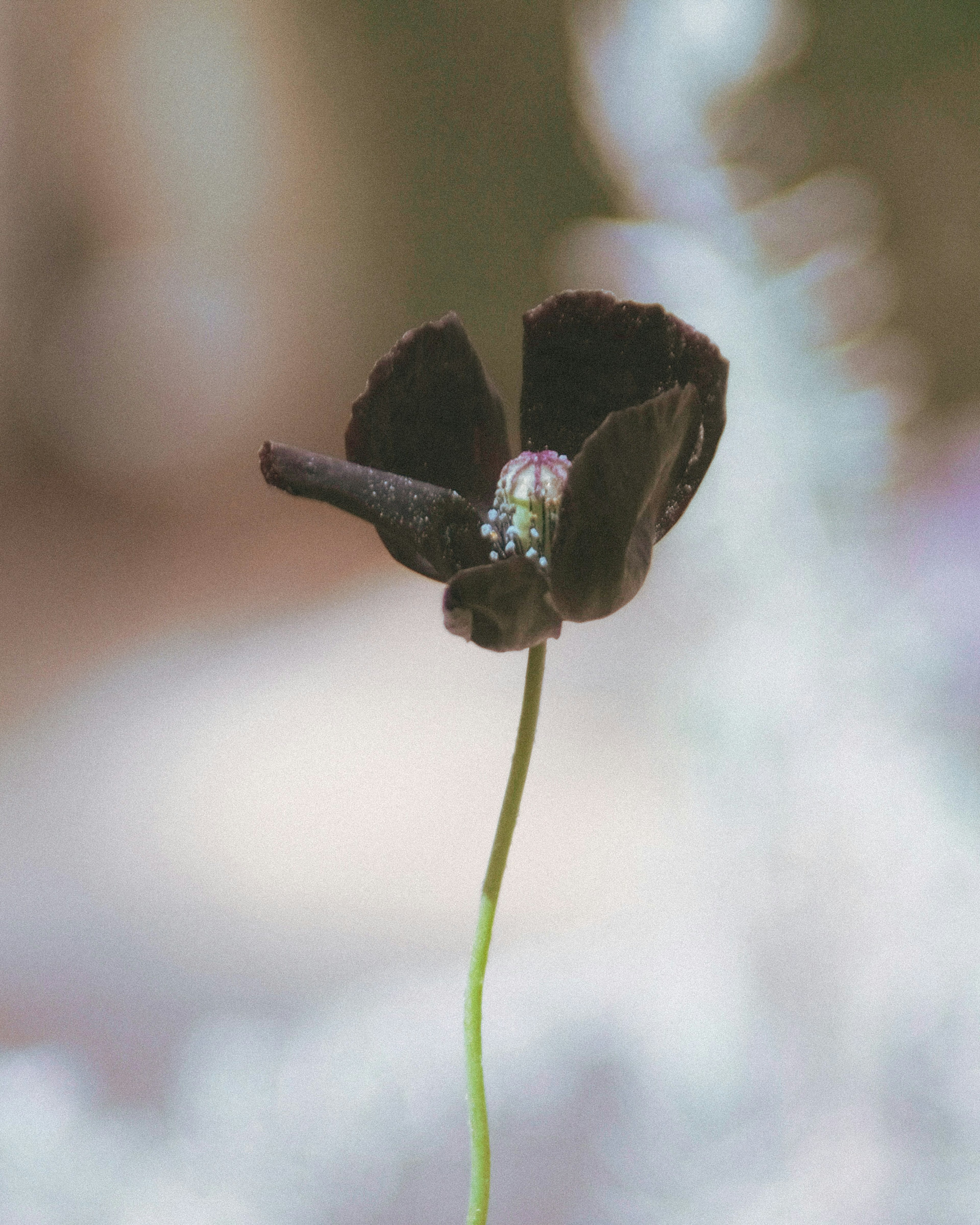 Eine dunkle Blume steht auf einem schlanken Stängel mit einem verschwommenen Hintergrund