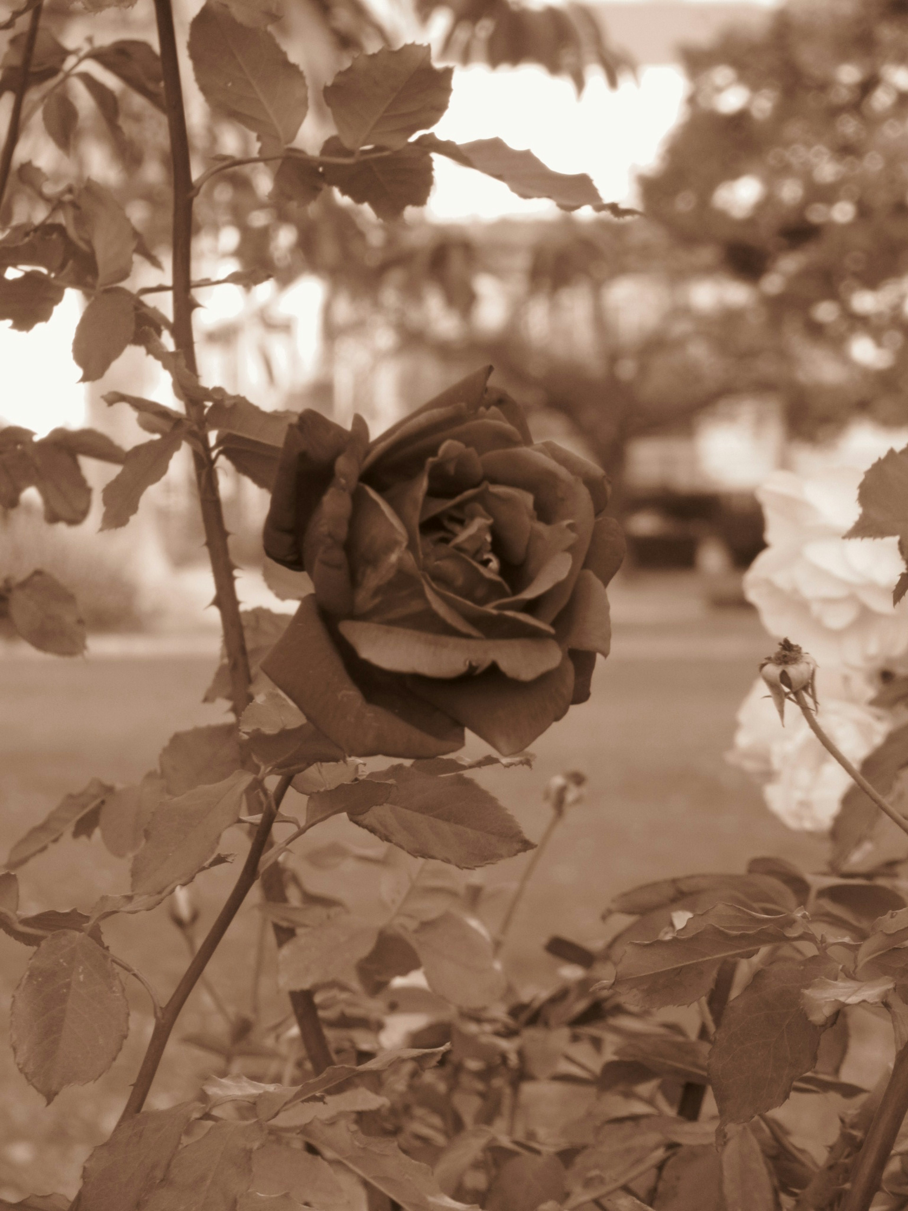 A sepia-toned rose flower surrounded by leaves in a serene setting