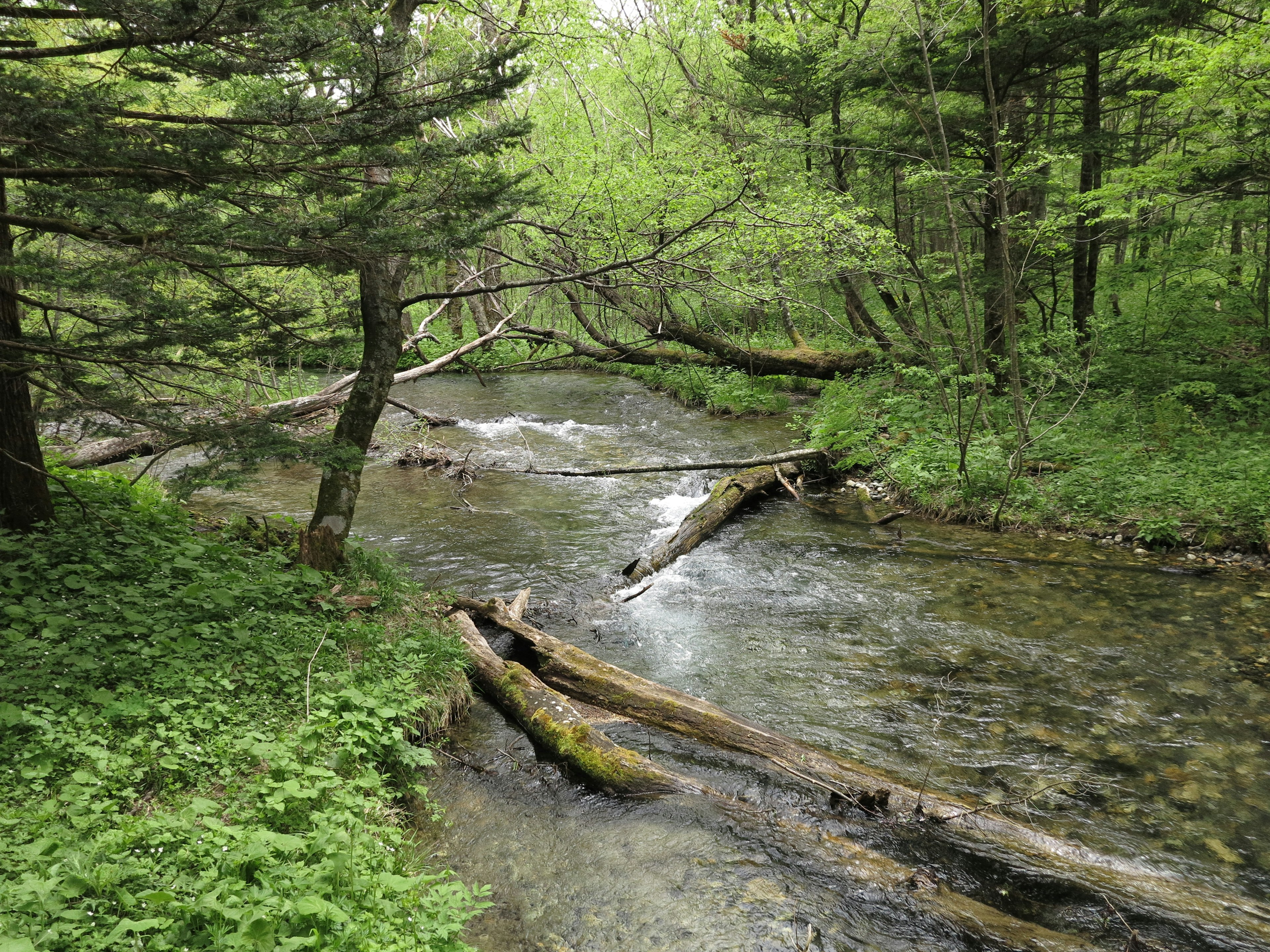 A small stream flowing through a lush green forest with fallen logs