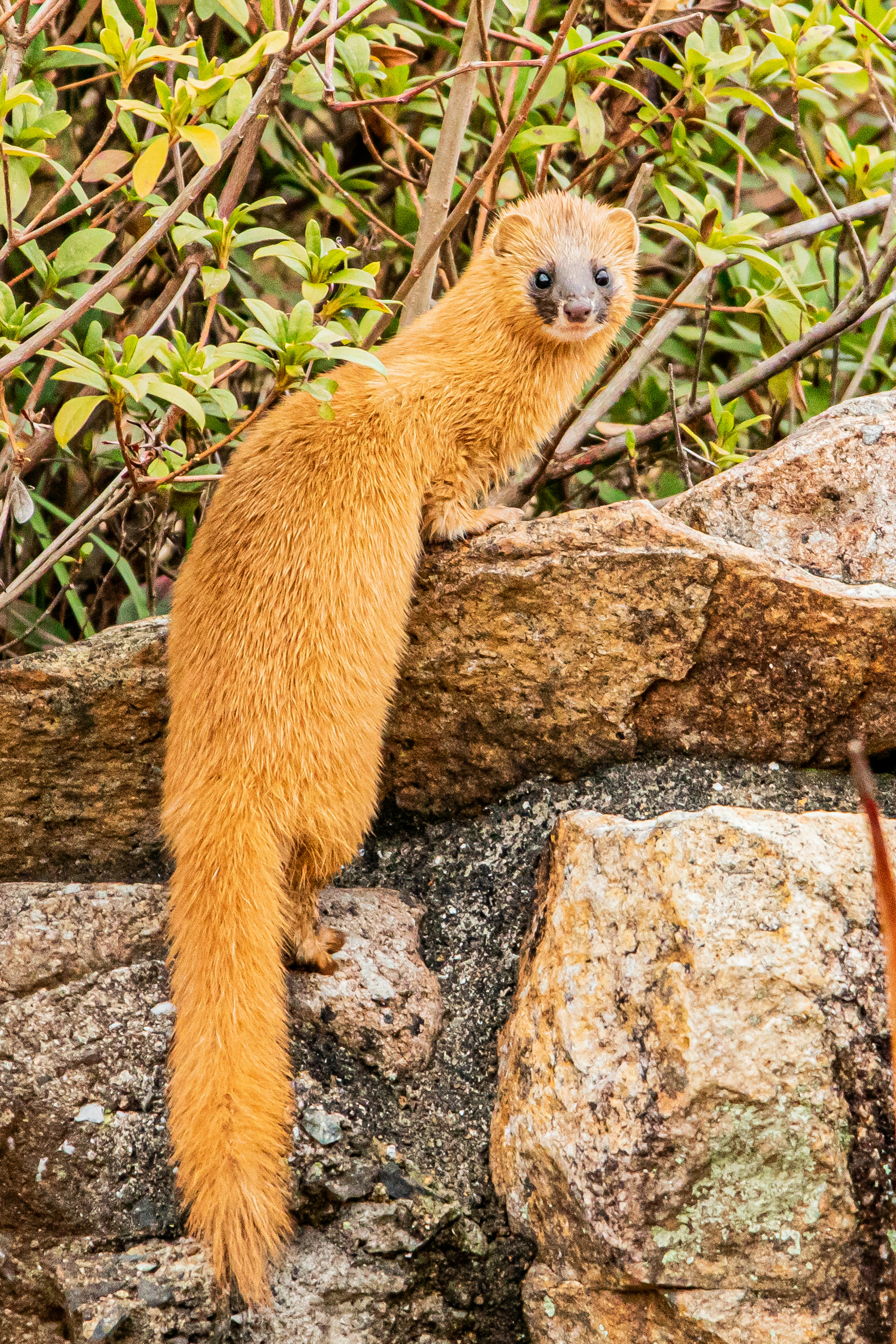 Hewan mongoose oranye di atas batu dengan latar belakang tanaman hijau