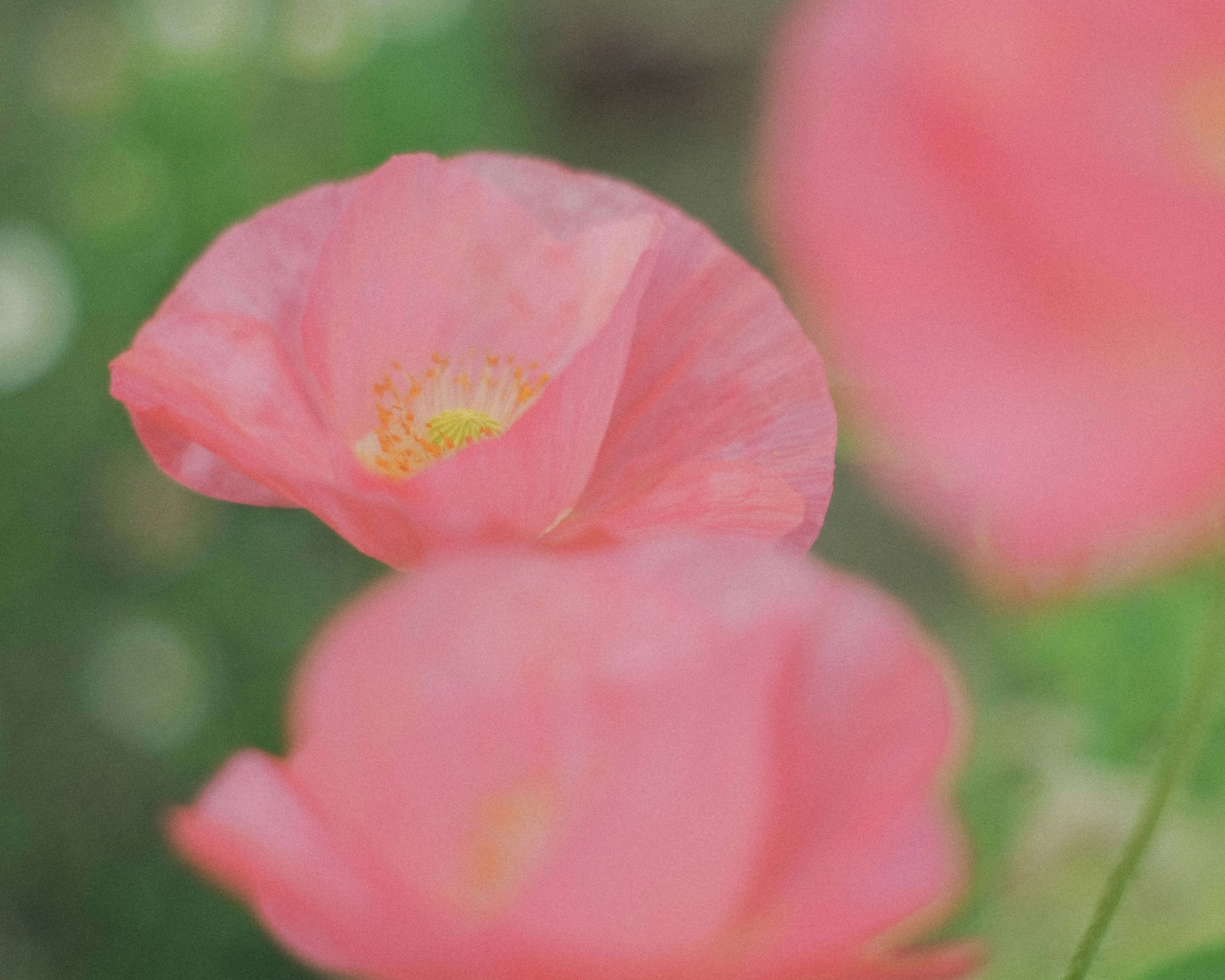 Nahaufnahme von zarten rosa Blütenblättern, die sich in einem sanften Blumenarrangement überlappen