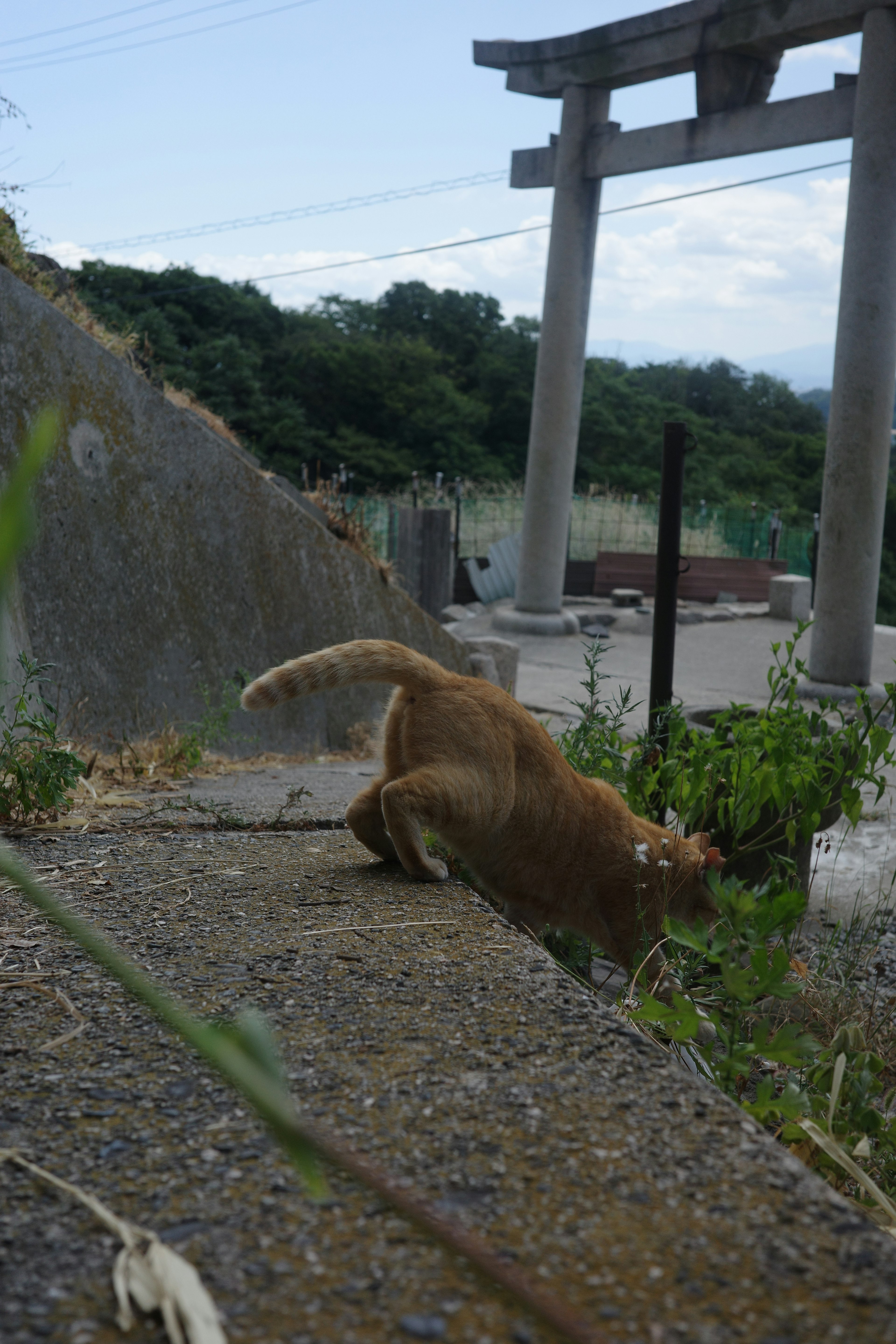 Katze erkundet Gras mit einem Torii im Hintergrund