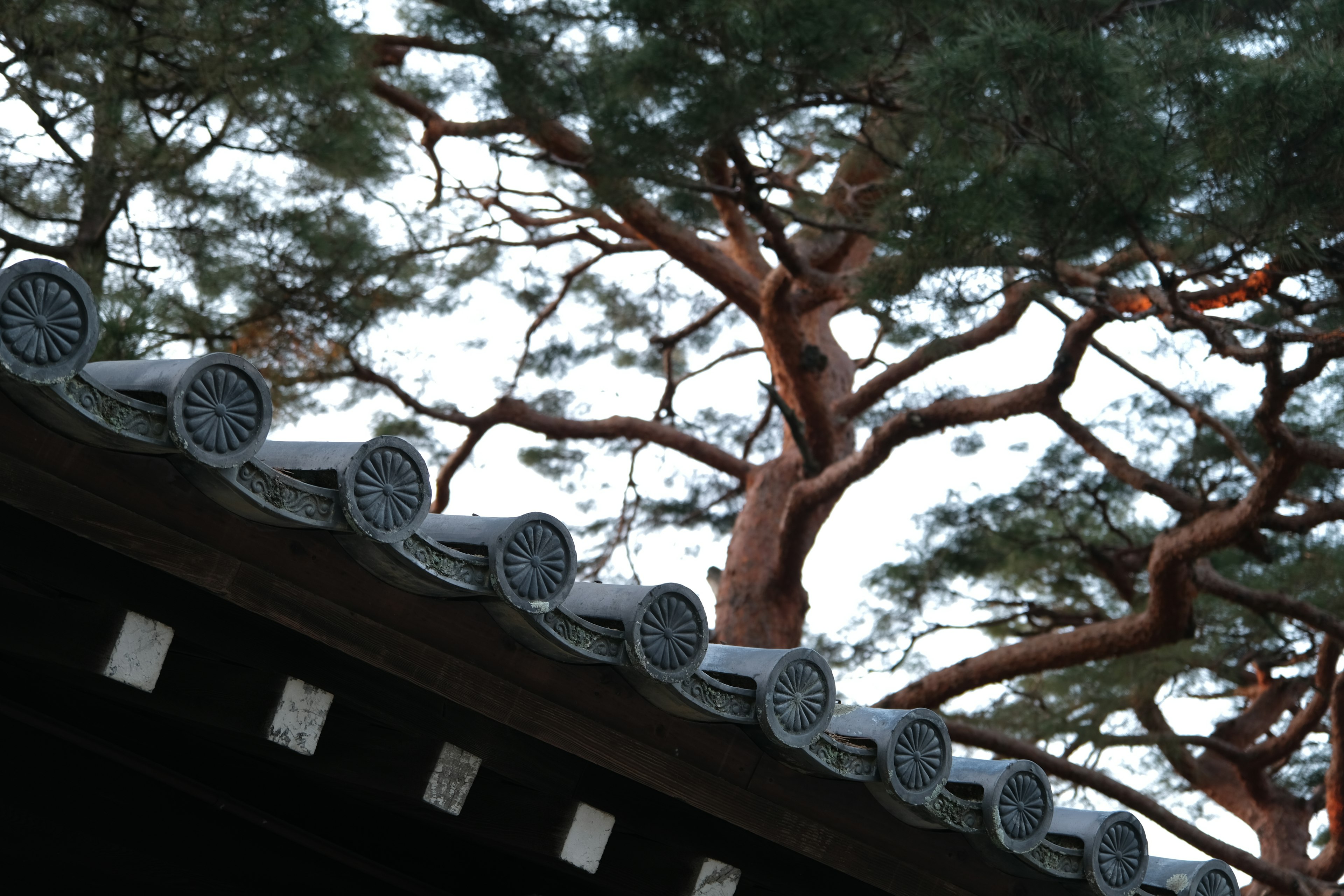 Árbol de pino sobre un tejado tradicional de tejas