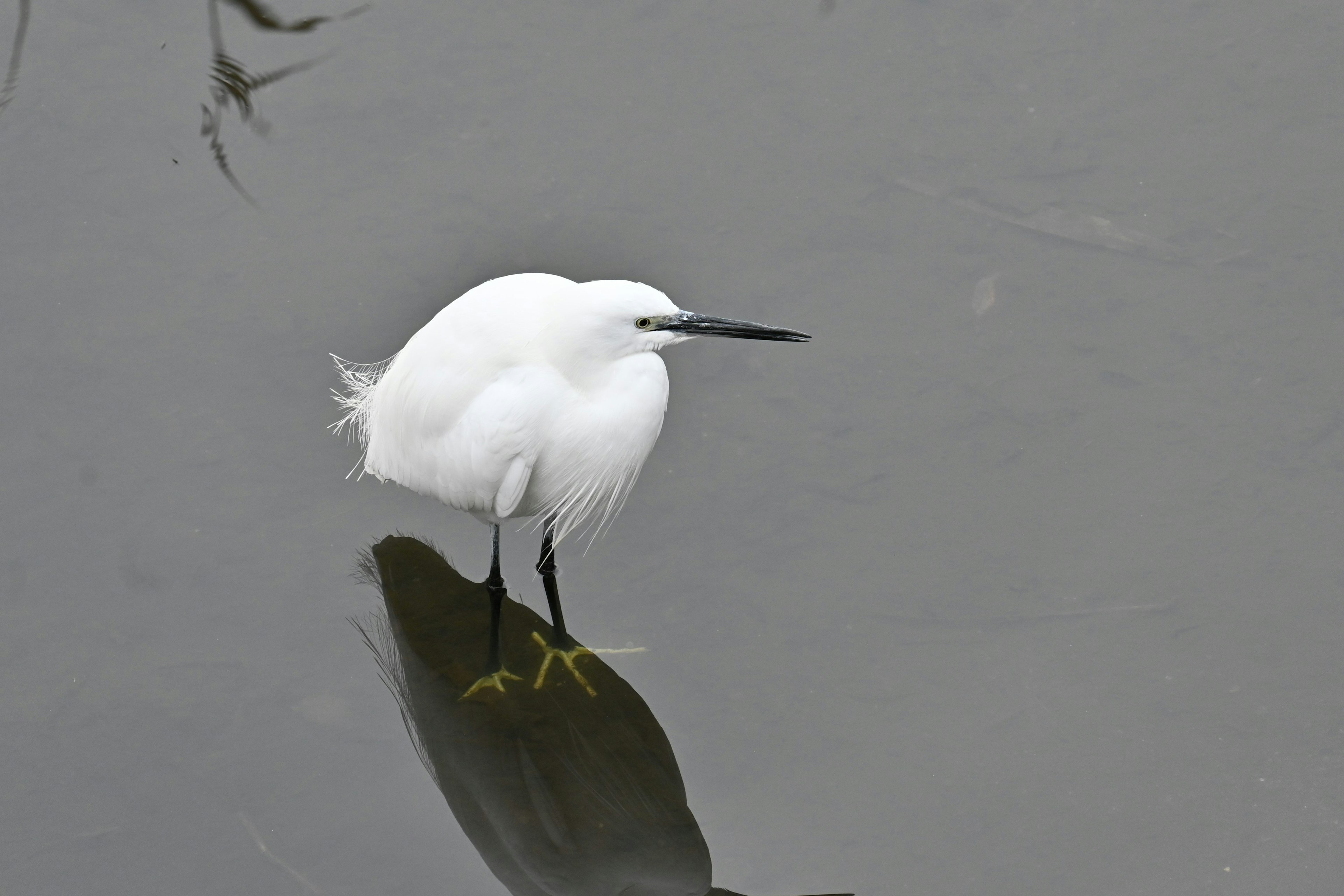 A white heron standing on the water surface