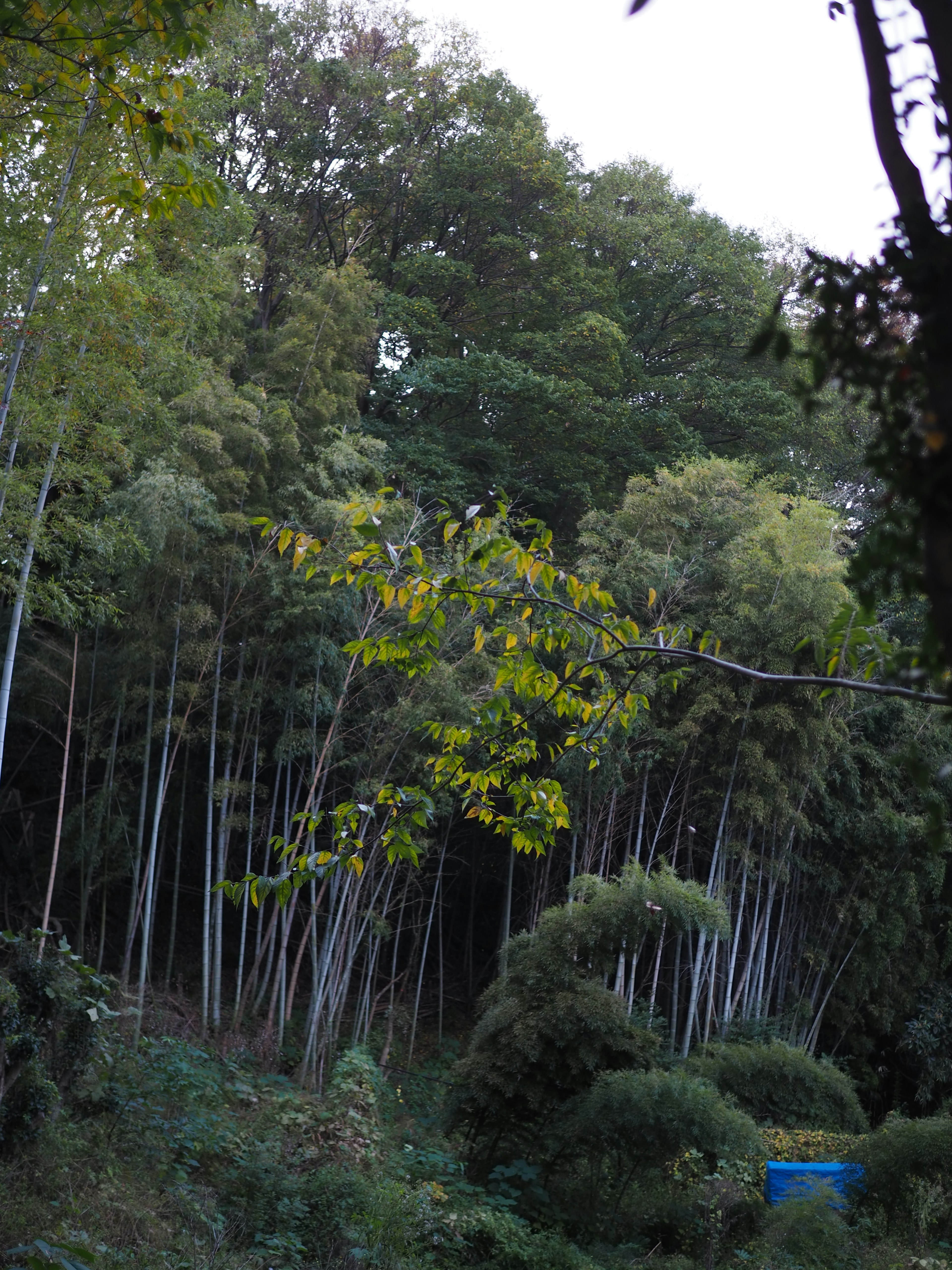 Bosquet de bambous luxuriants avec des arbres et un objet bleu en arrière-plan