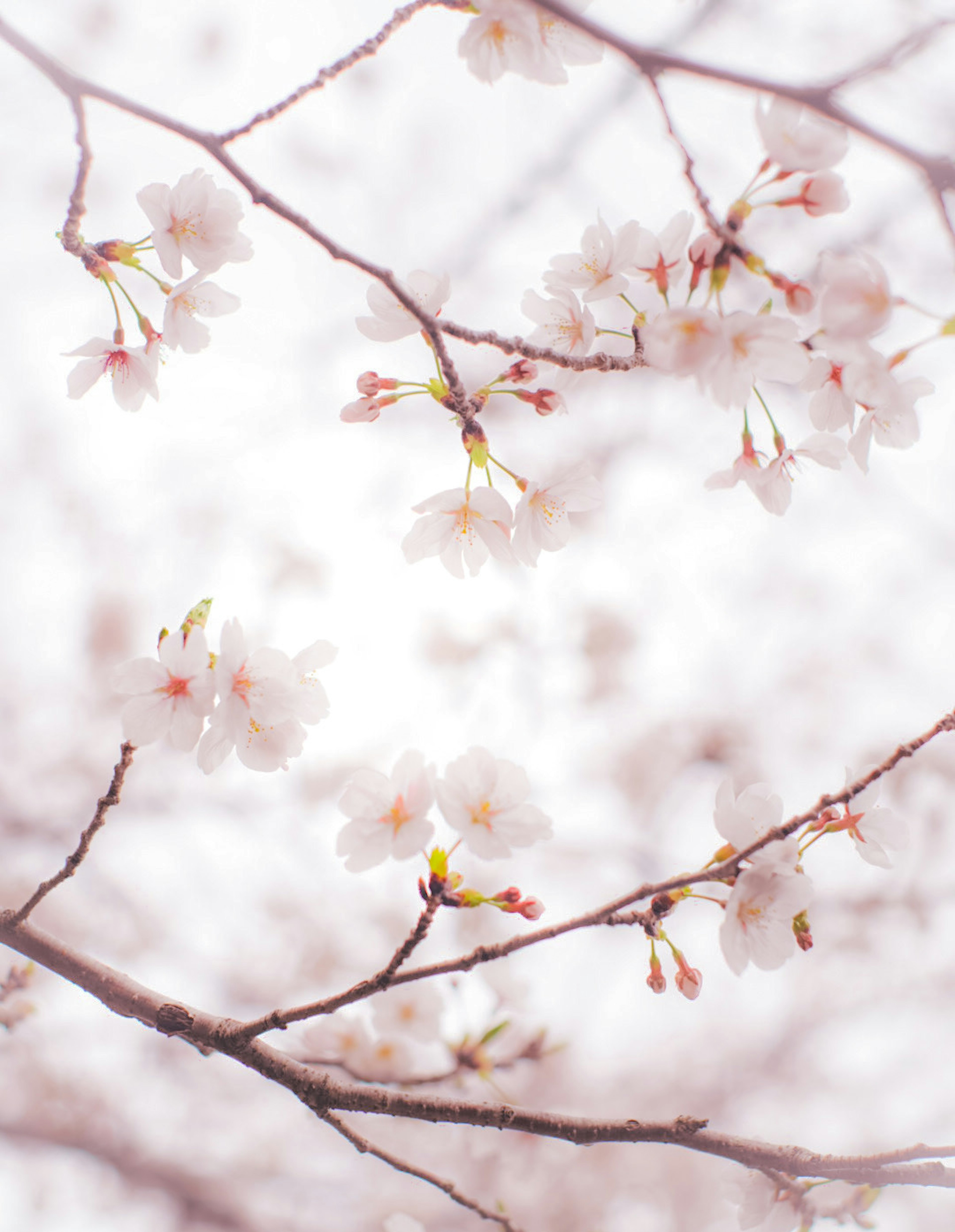 Kedekatan cabang bunga sakura dengan bunga pink lembut dan latar belakang cerah