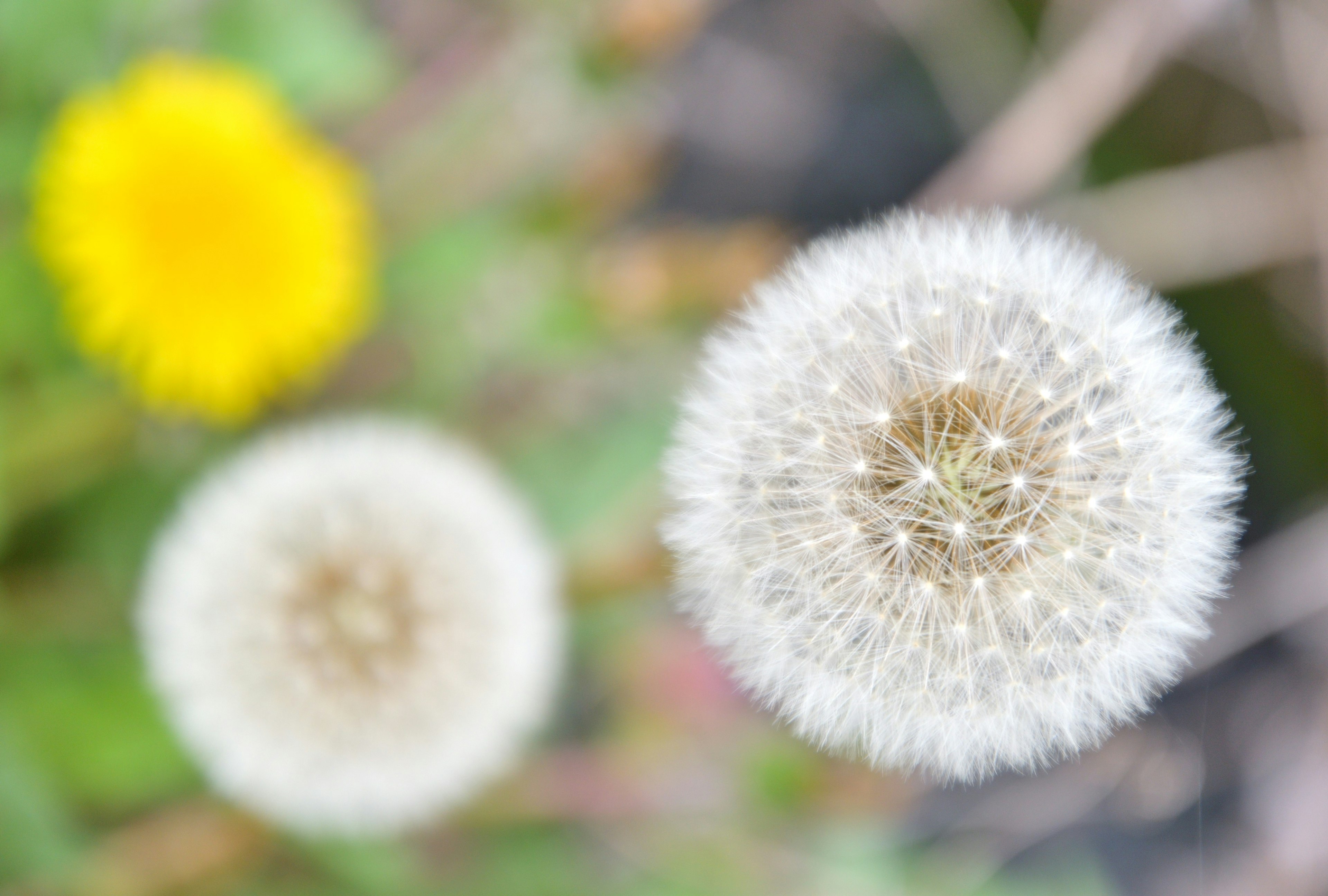 Gros plan sur des têtes de semences de pissenlit blanches avec une fleur jaune en arrière-plan