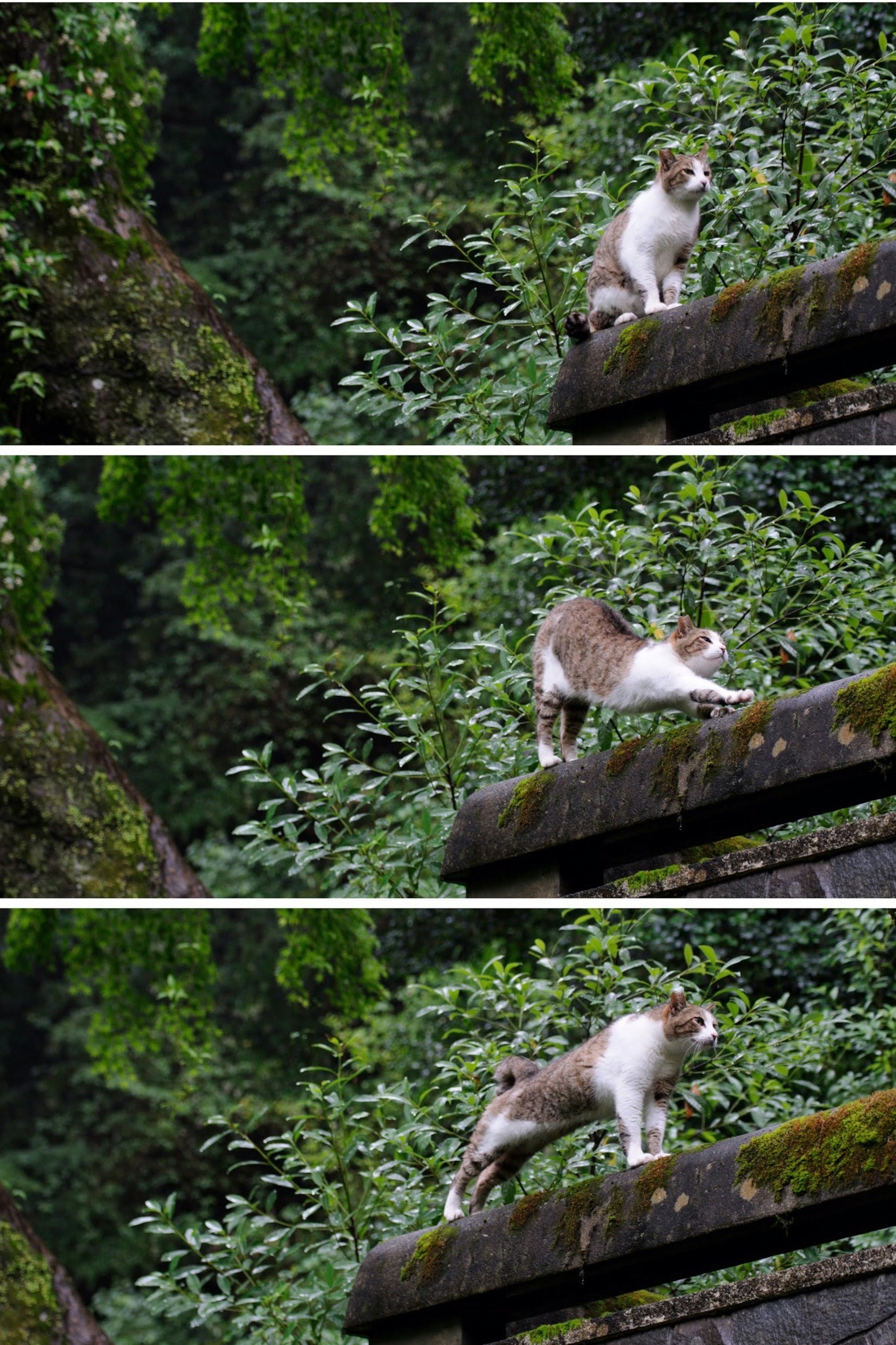 Un gato jugando en un borde de madera rodeado de vegetación en tres fotos secuenciales