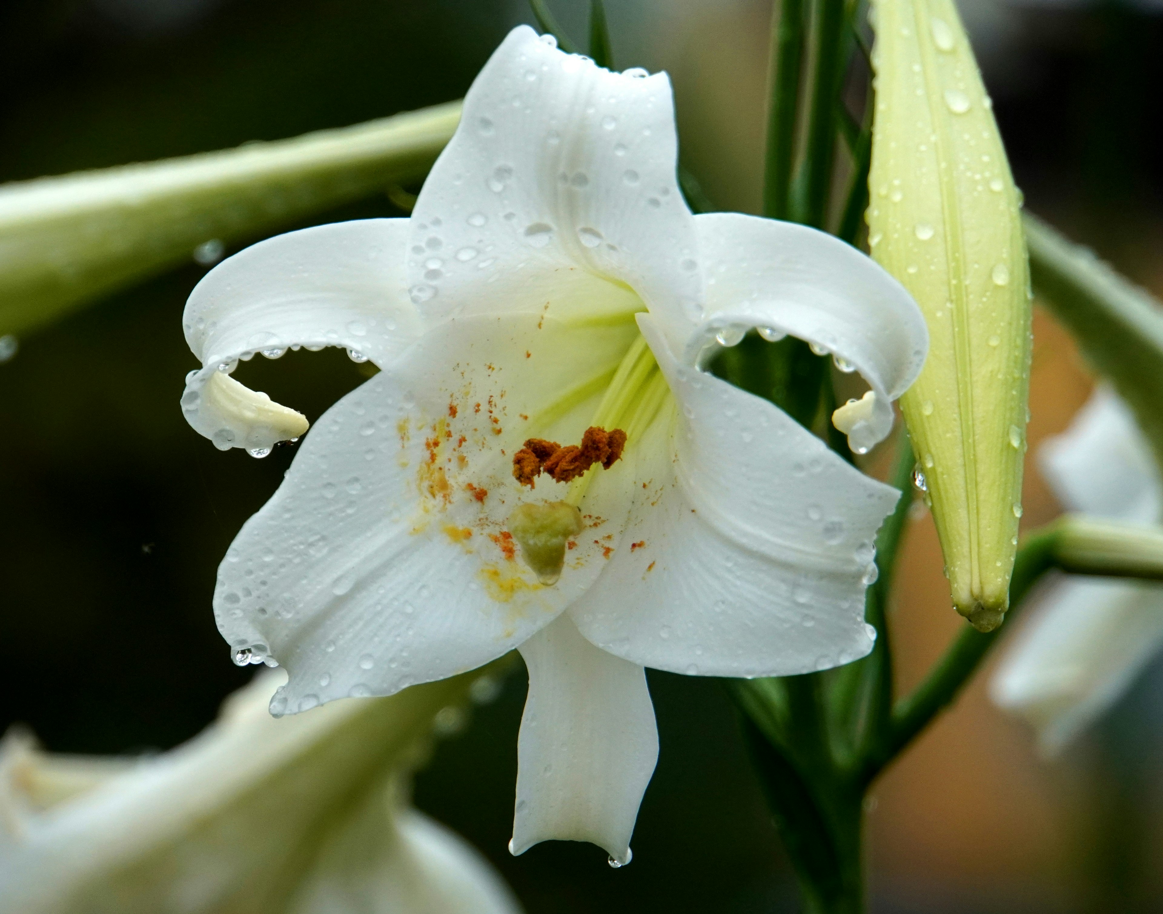 Acercamiento de una flor de lirio blanco con gotas de lluvia