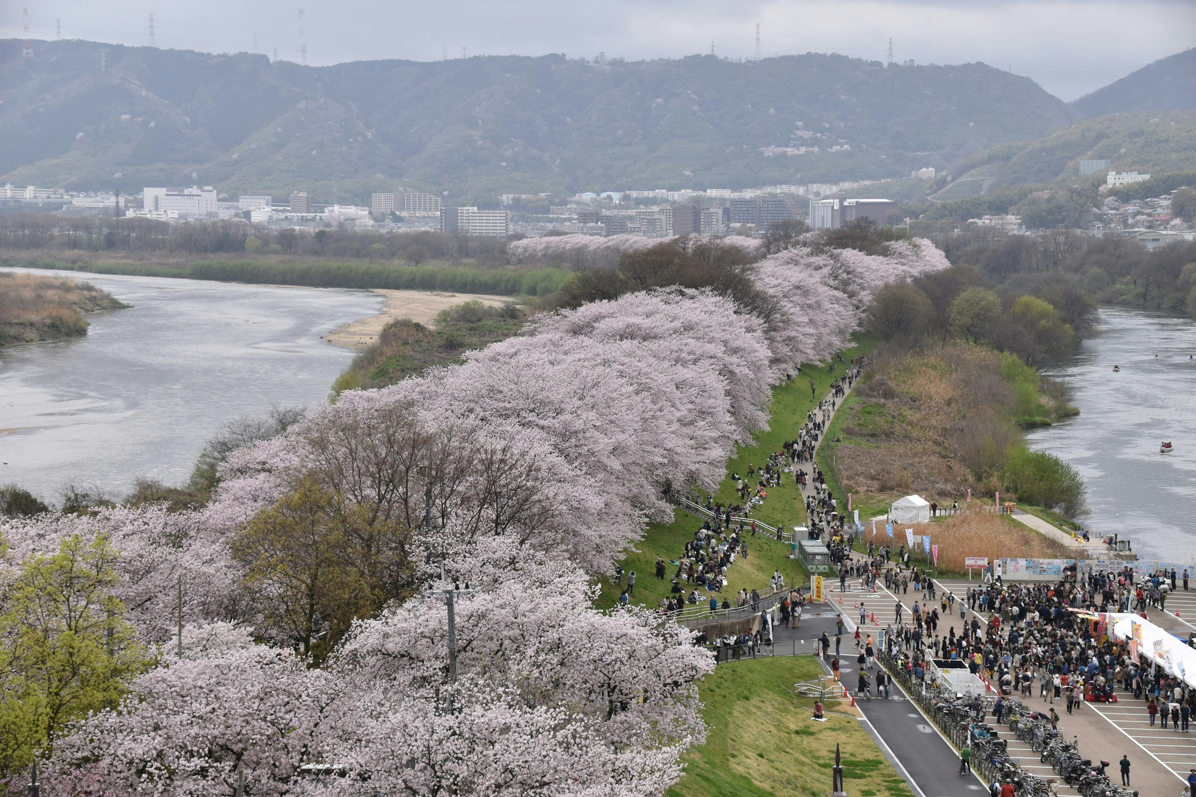 桜の花が咲く川沿いの風景と人々の集まり