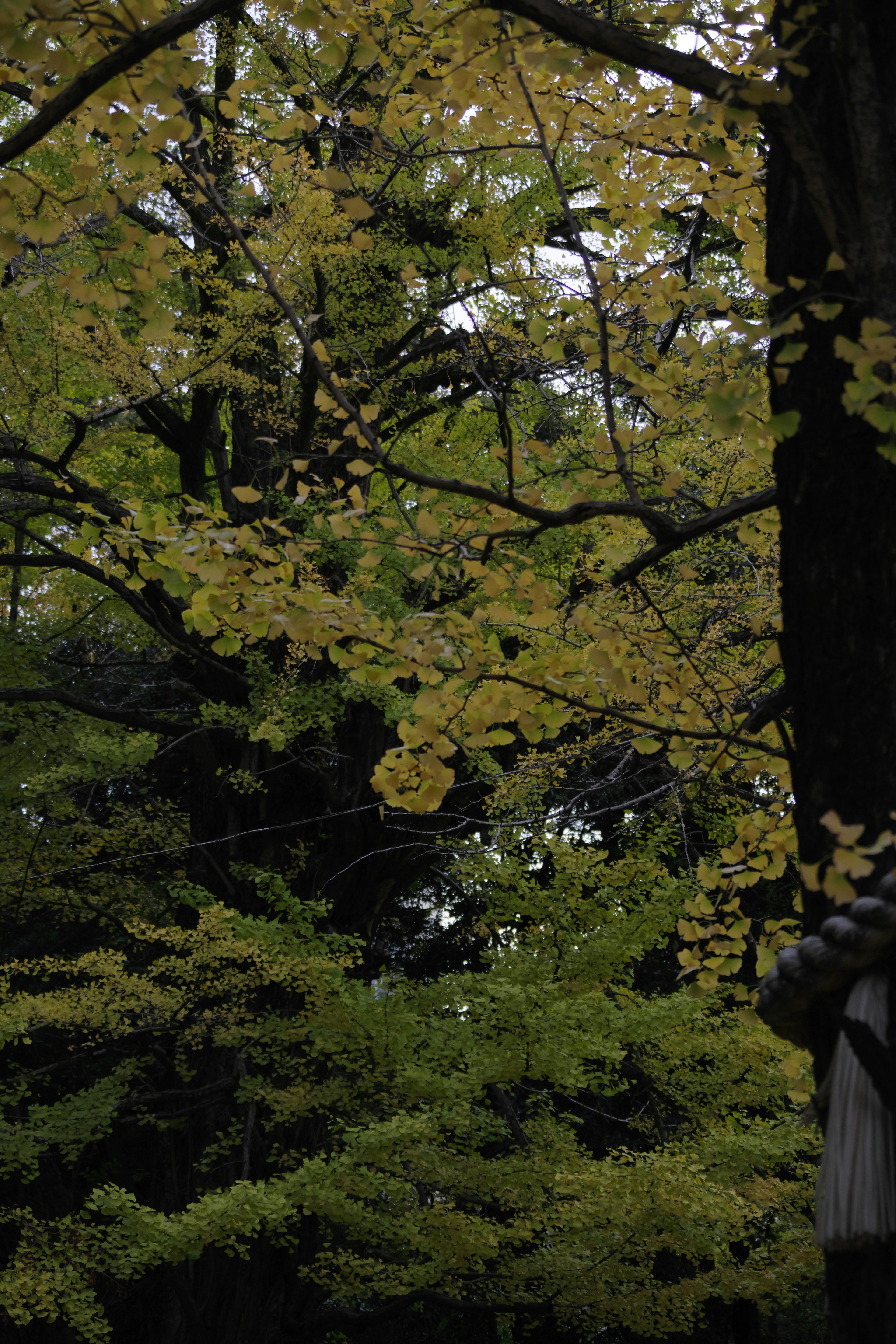 木々の黄葉が印象的な風景