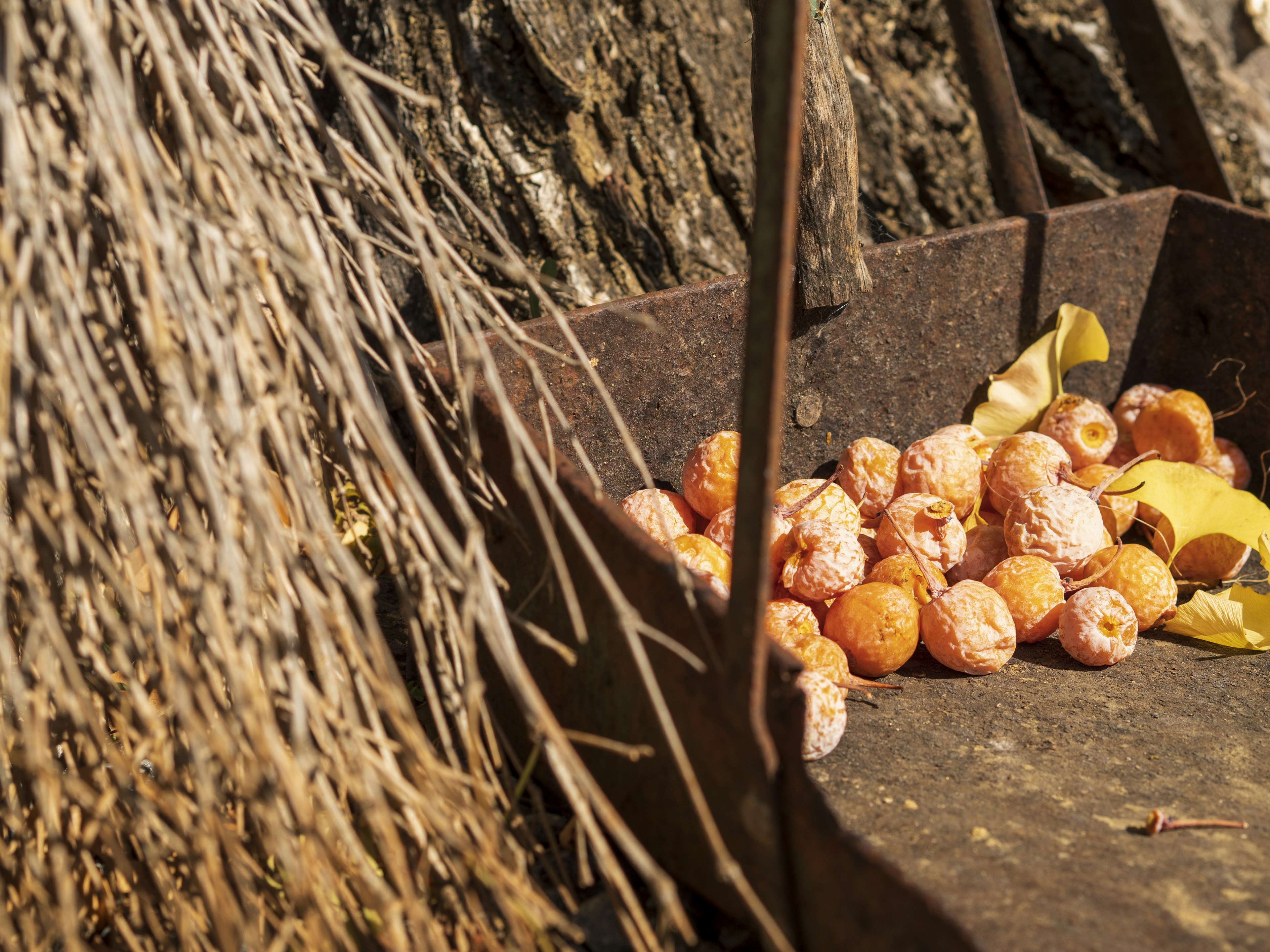 Un vieux plateau en métal rempli de fruits orange placé au pied d'un arbre