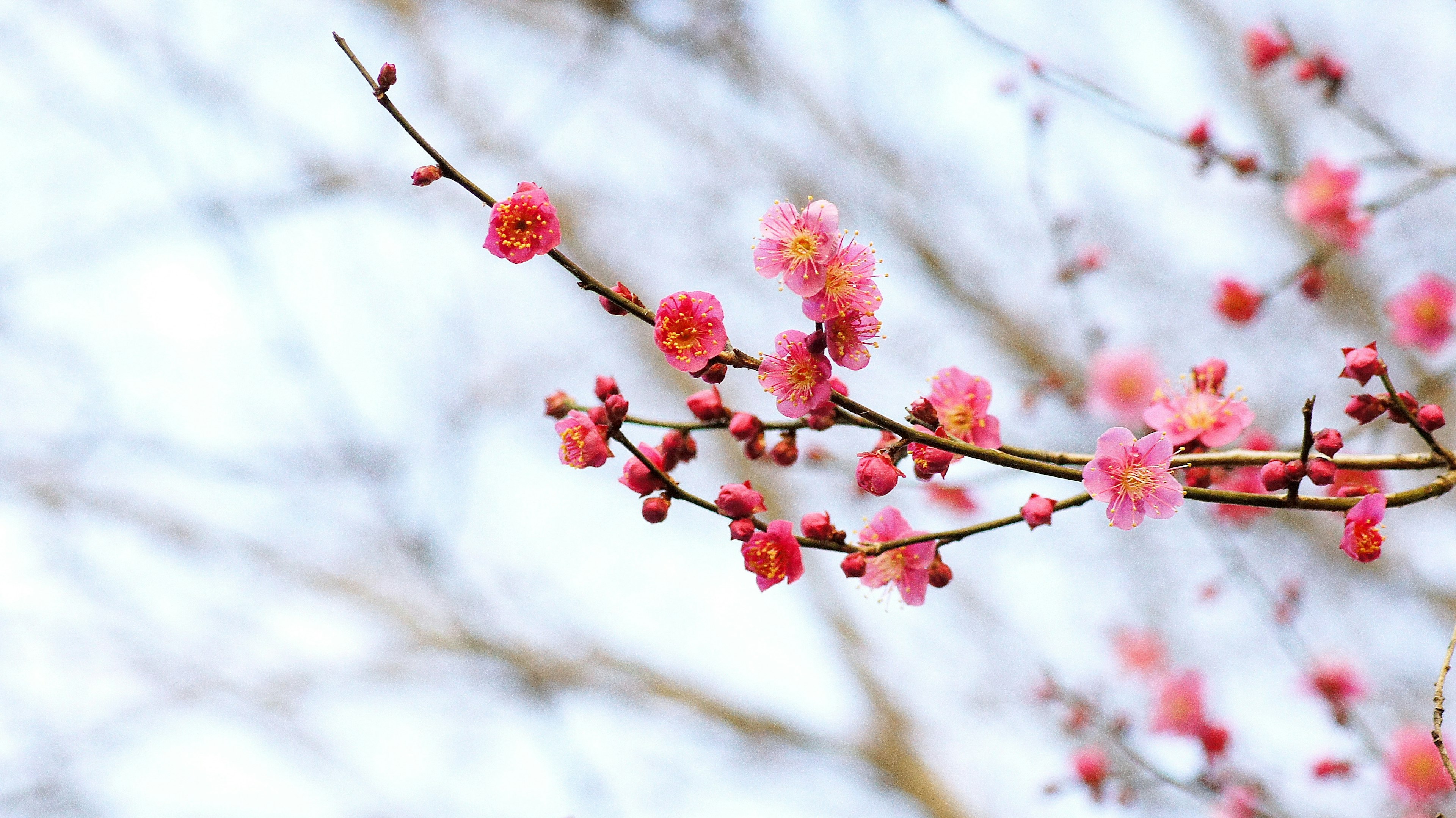 粉色花朵的樱花枝条特写，背景柔和