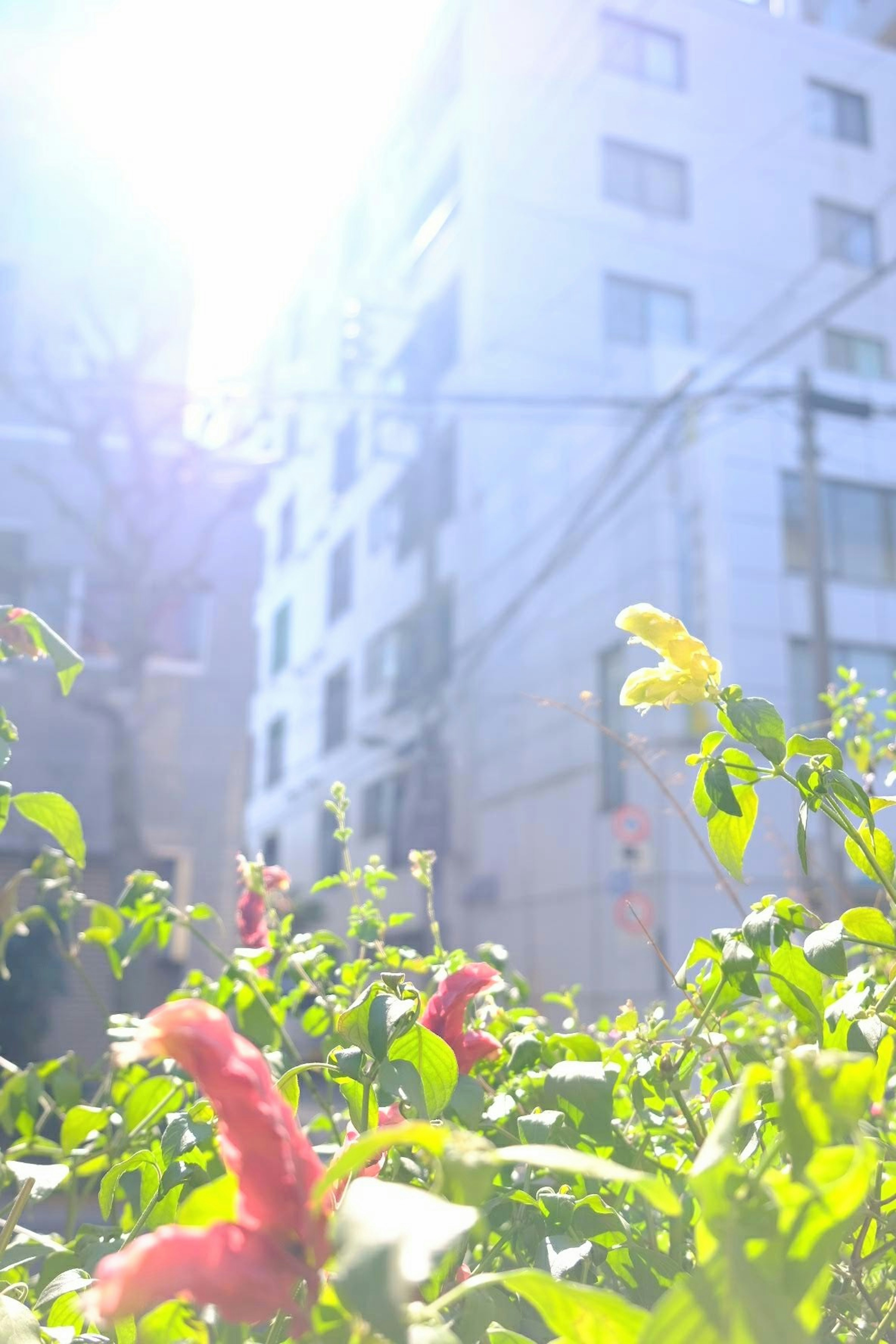 明るい太陽の光の下で咲いている赤い花と緑の葉が見える都市の風景