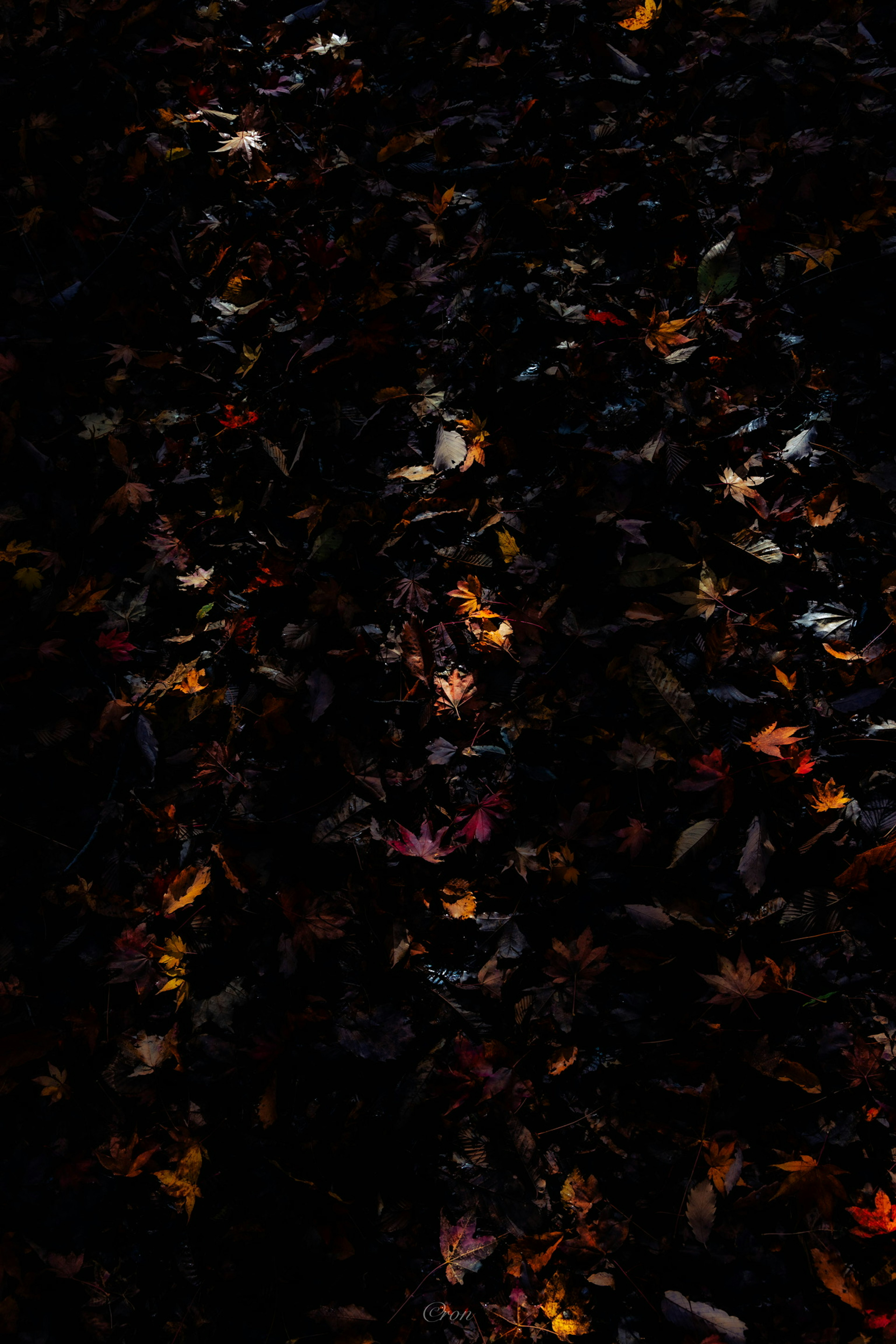 Colorful fallen leaves scattered over a dark background