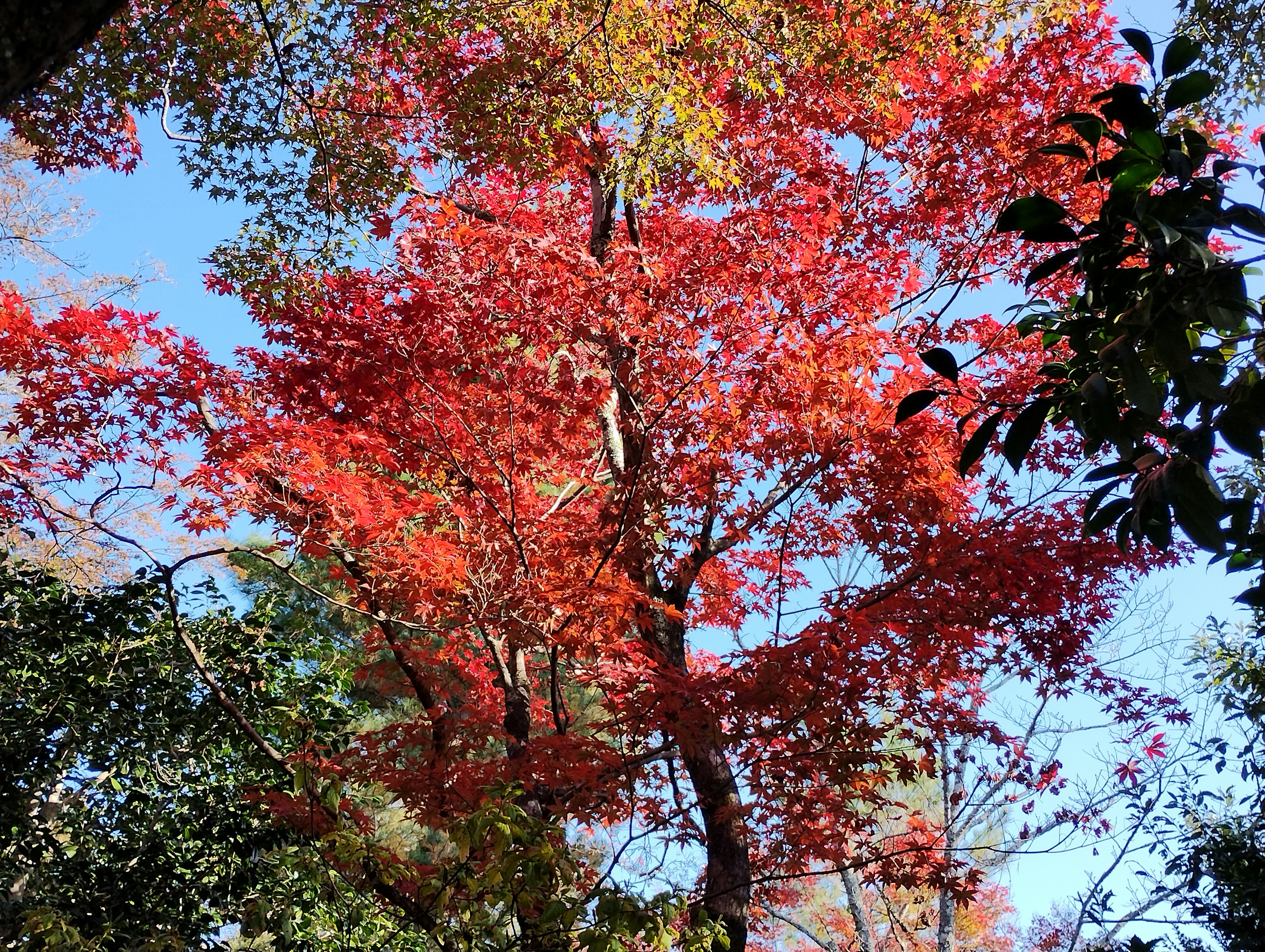 美しい紅葉した木々が青空の下に広がる風景