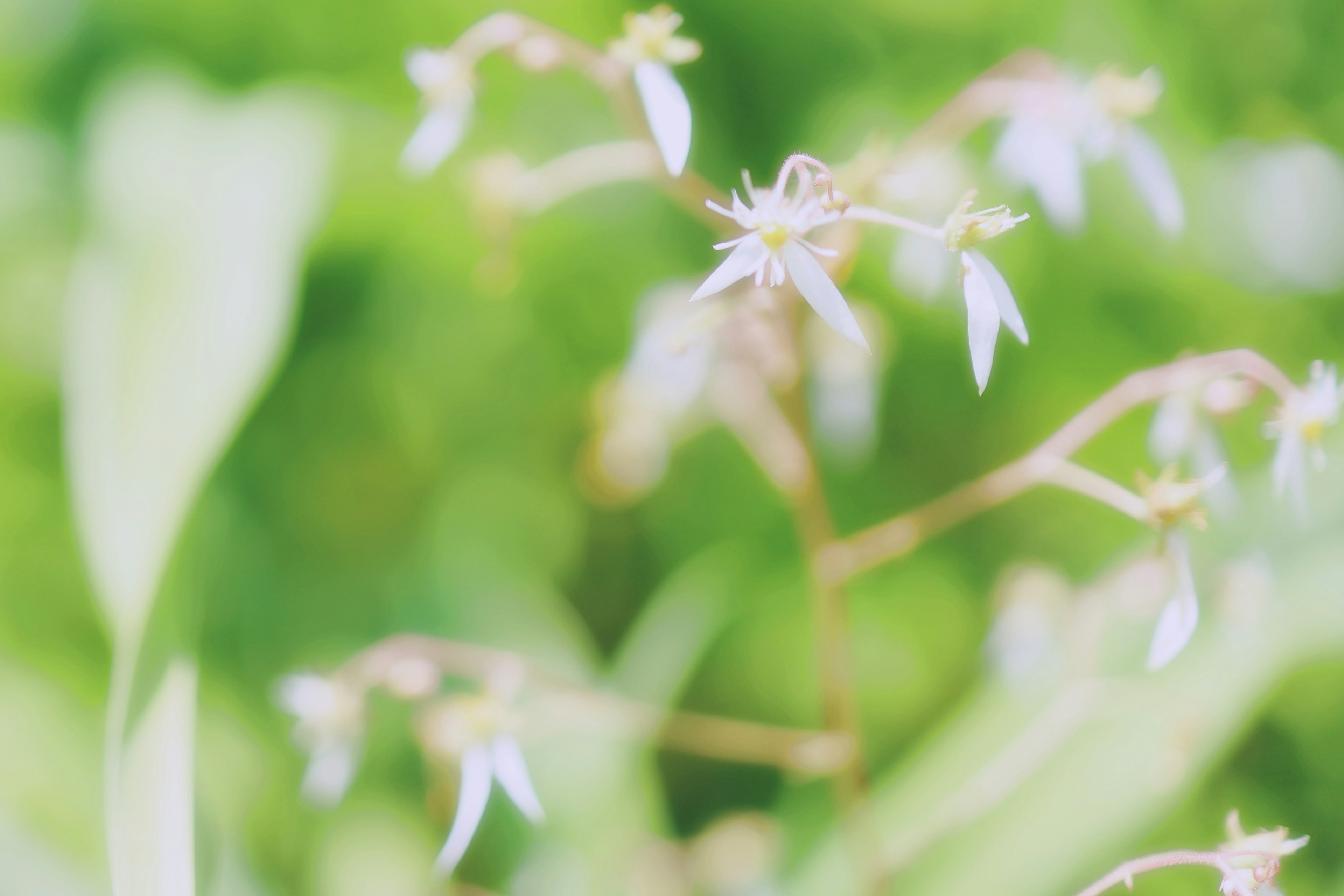 Photo de petites fleurs blanches sur un fond vert doux