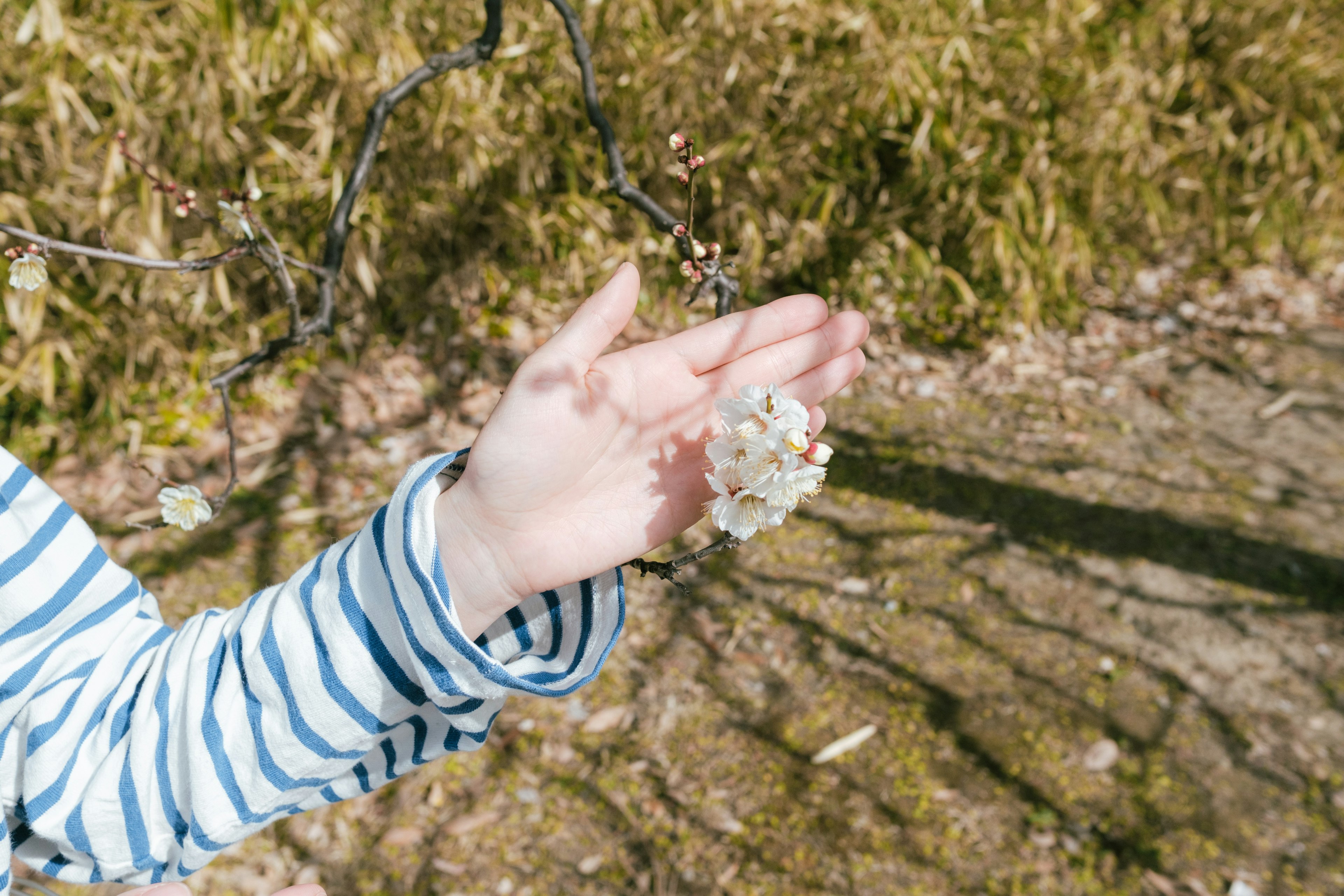 Main d'enfant tenant des fleurs portant une chemise rayée