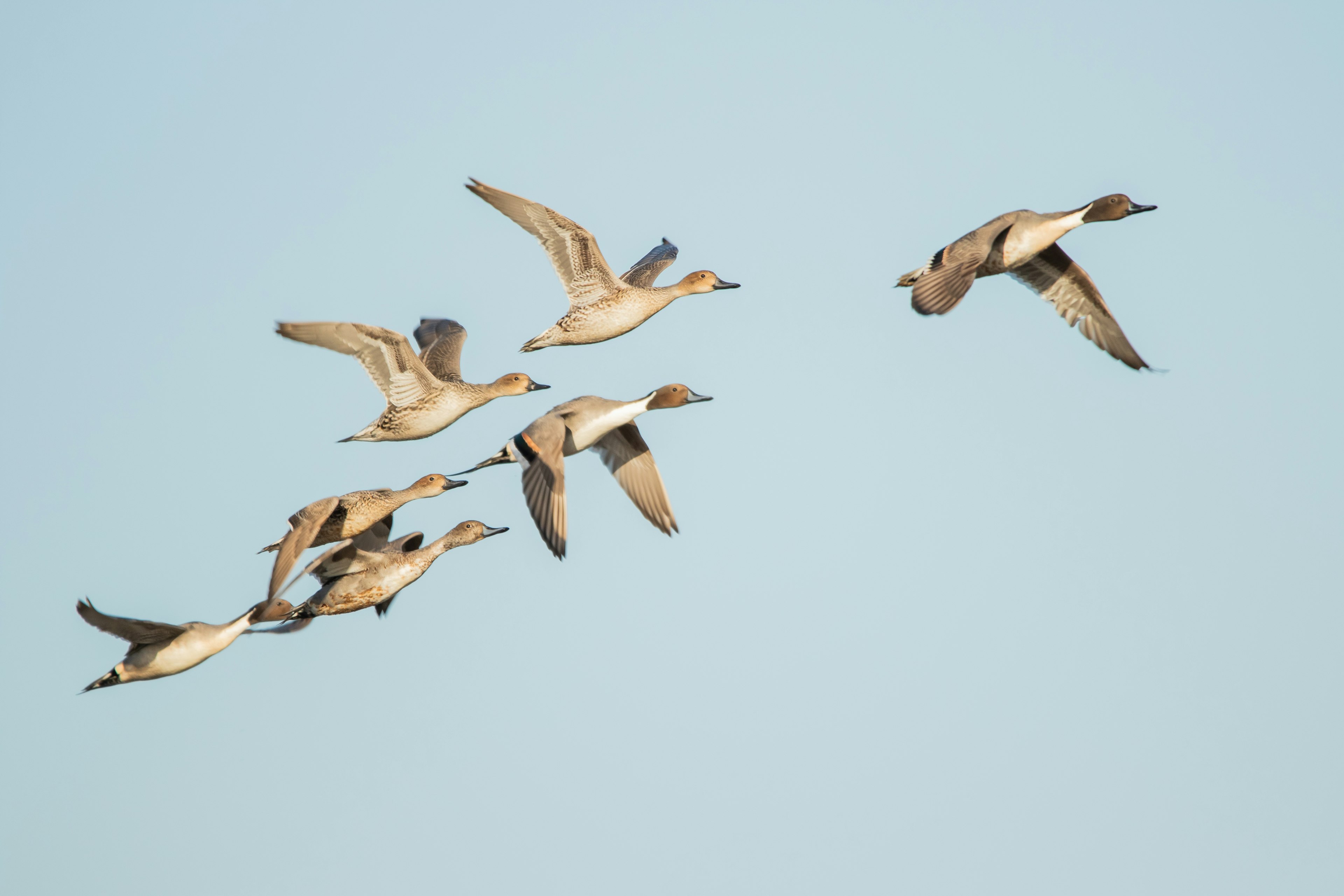 Eine Gruppe von Enten, die gegen einen blauen Himmel fliegen