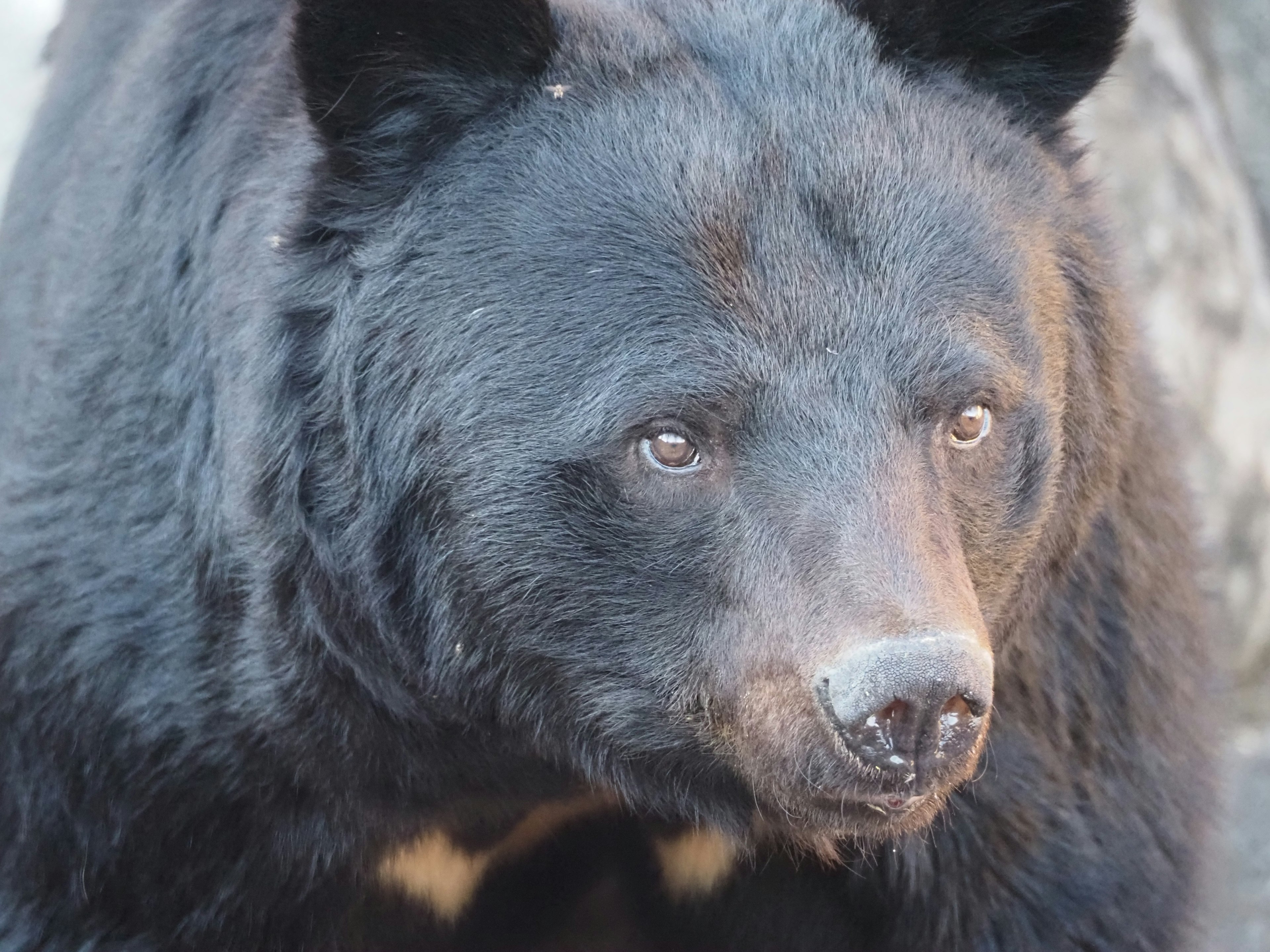 Primo piano di un orso nero con espressione facciale notevole