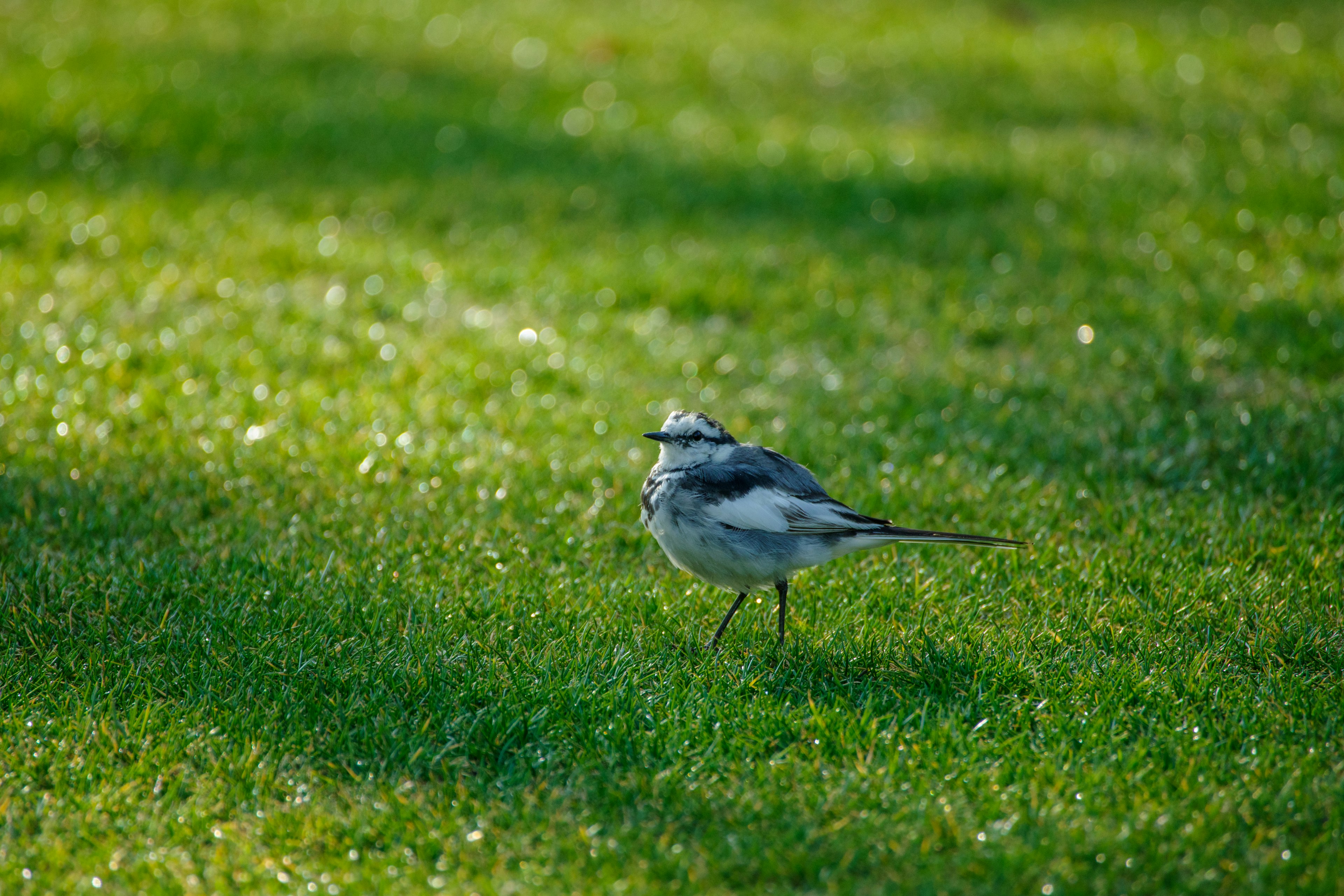 A black and white small bird standing on green grass