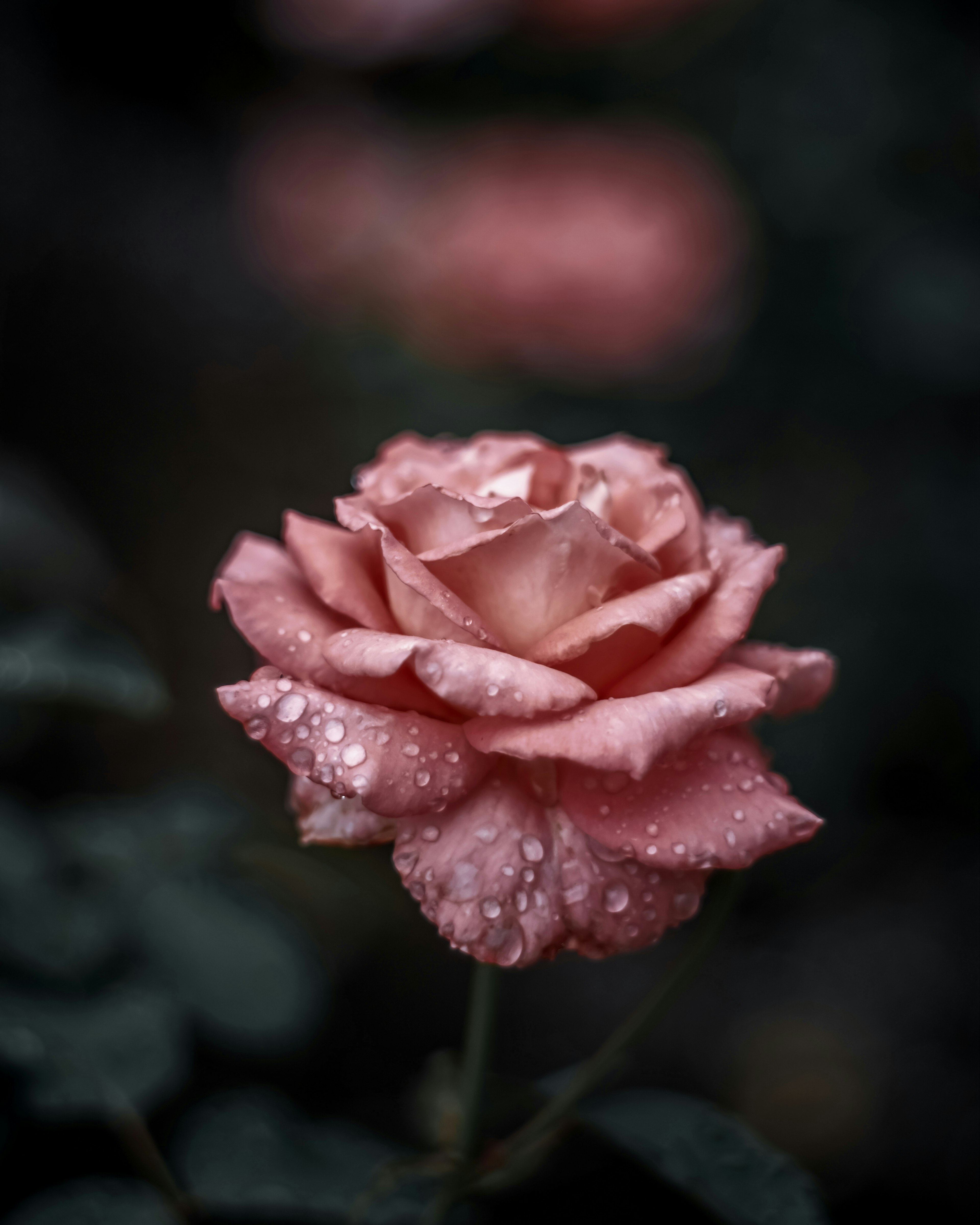 Beautiful pink rose with water droplets on petals