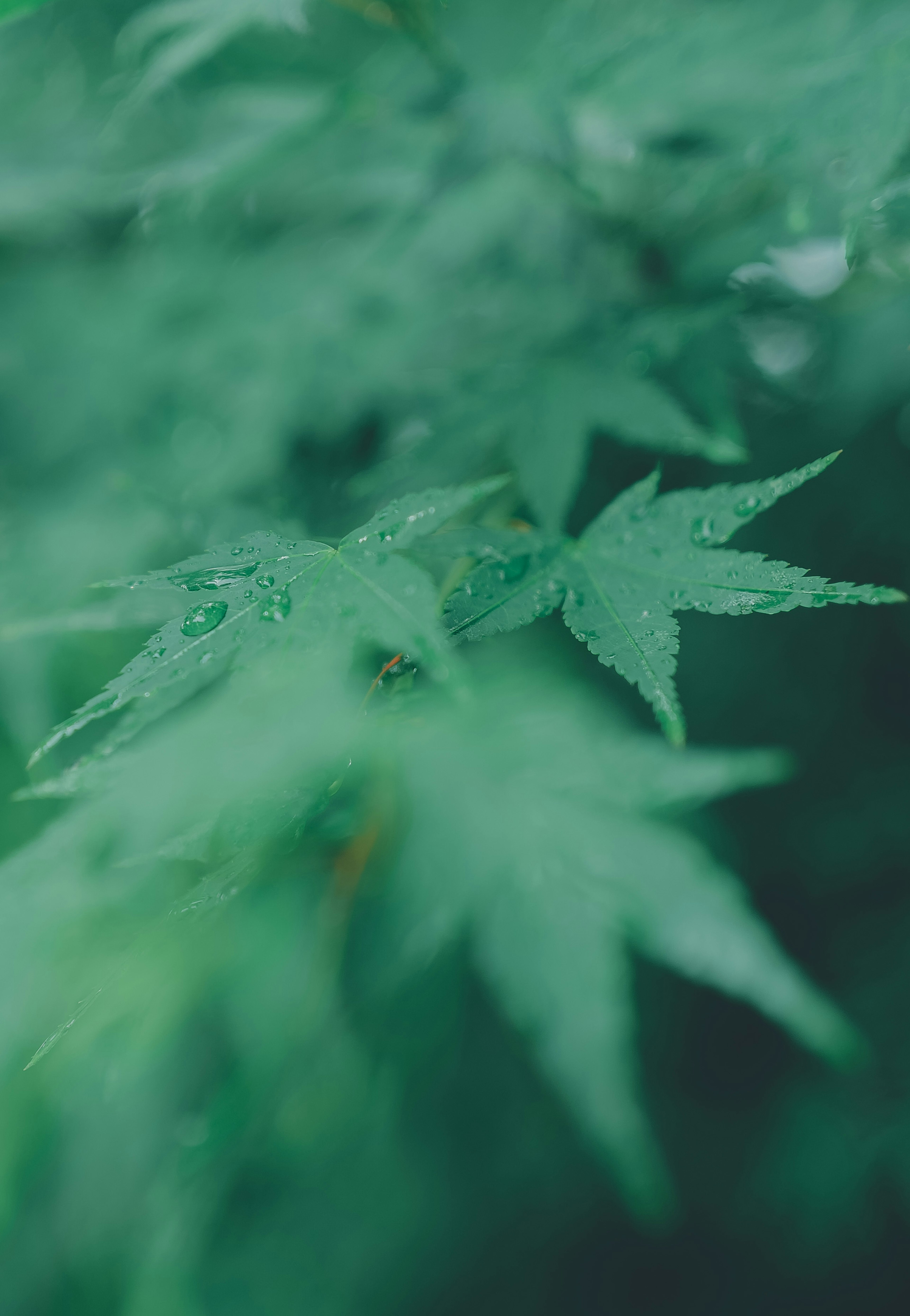 A close-up of green maple leaves with a soft blurred background