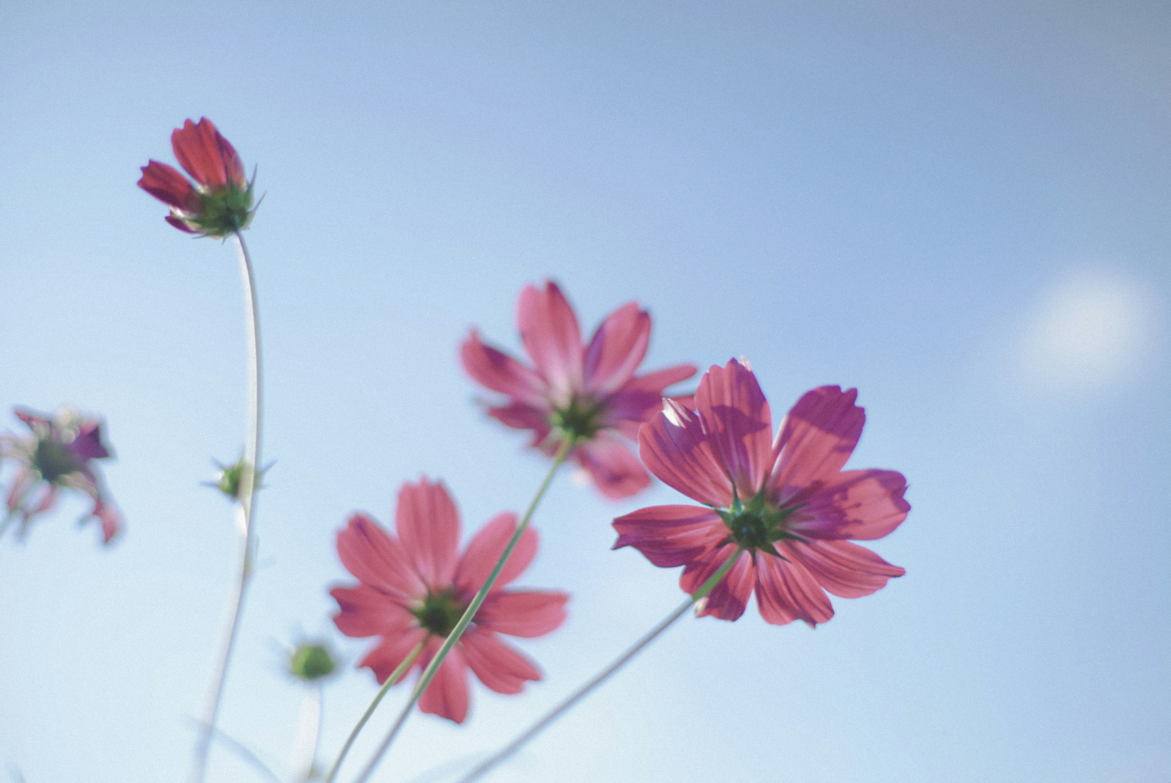 青空を背景にしたピンクの花々のクローズアップ