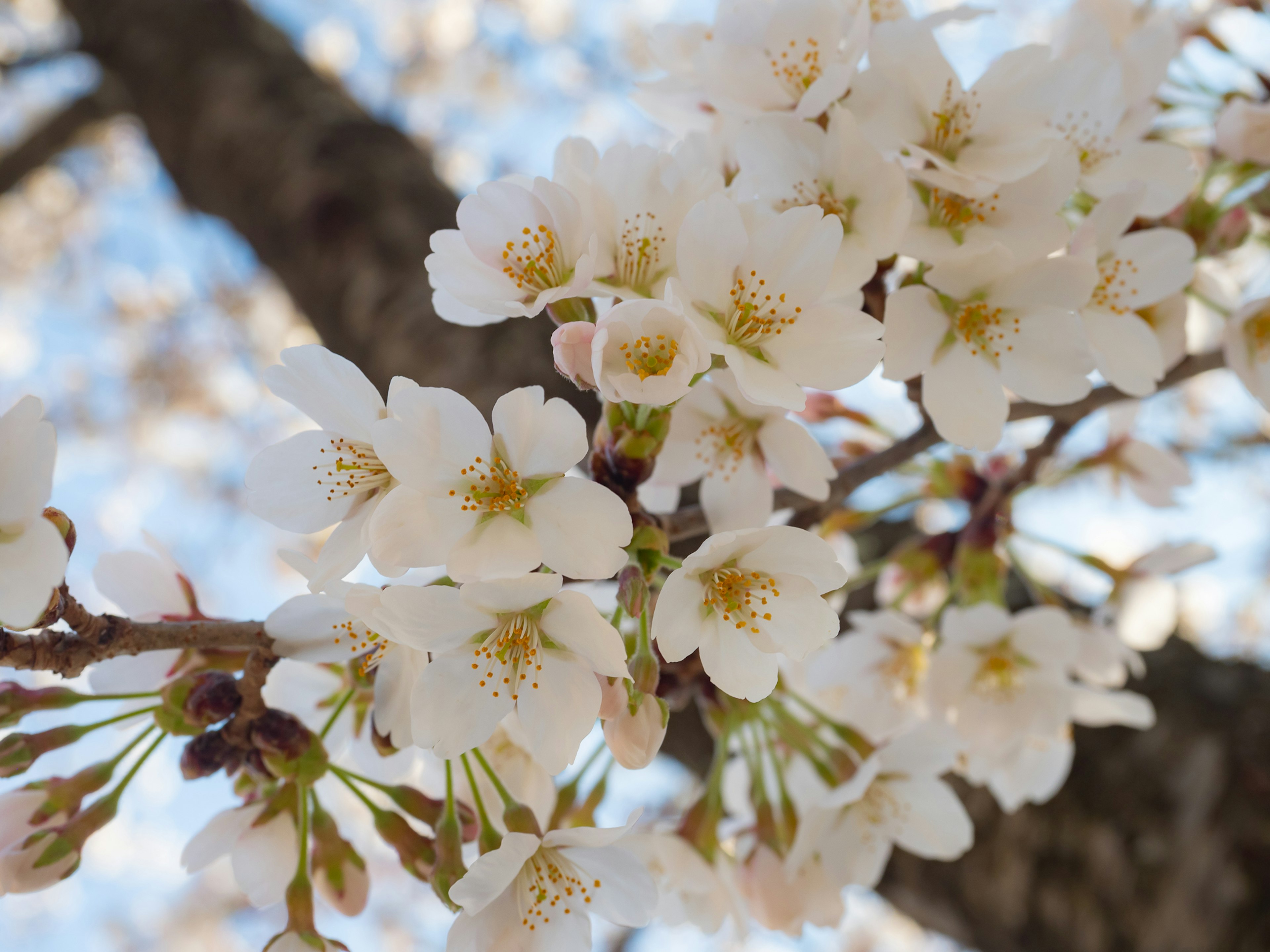 Gros plan sur des fleurs de cerisier en fleurs avec un fond flou